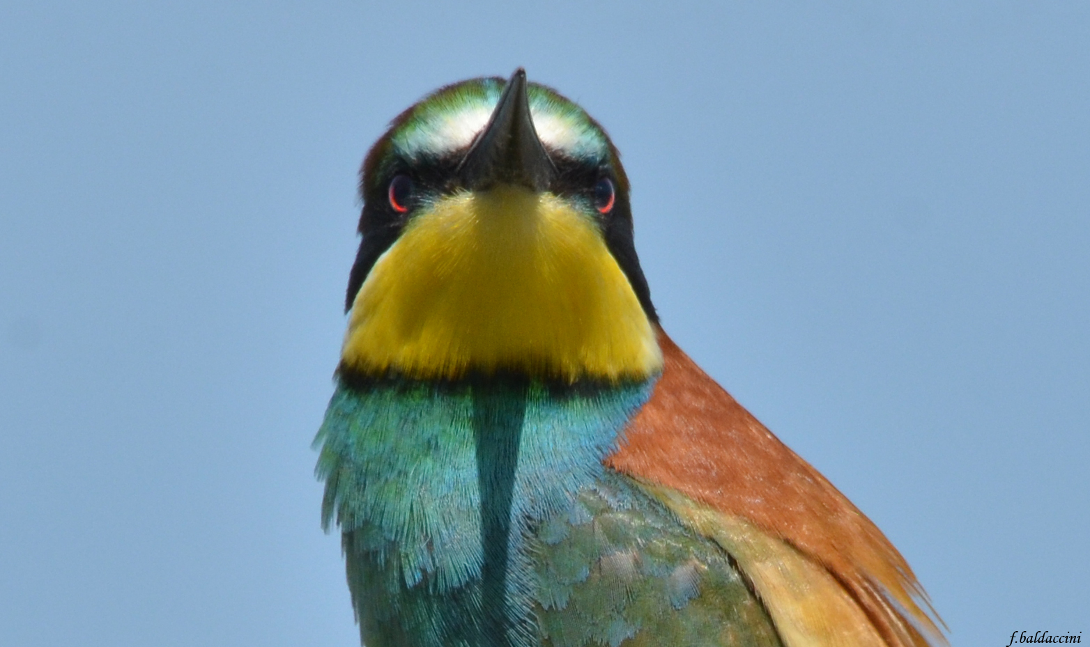 foto da carta di identità