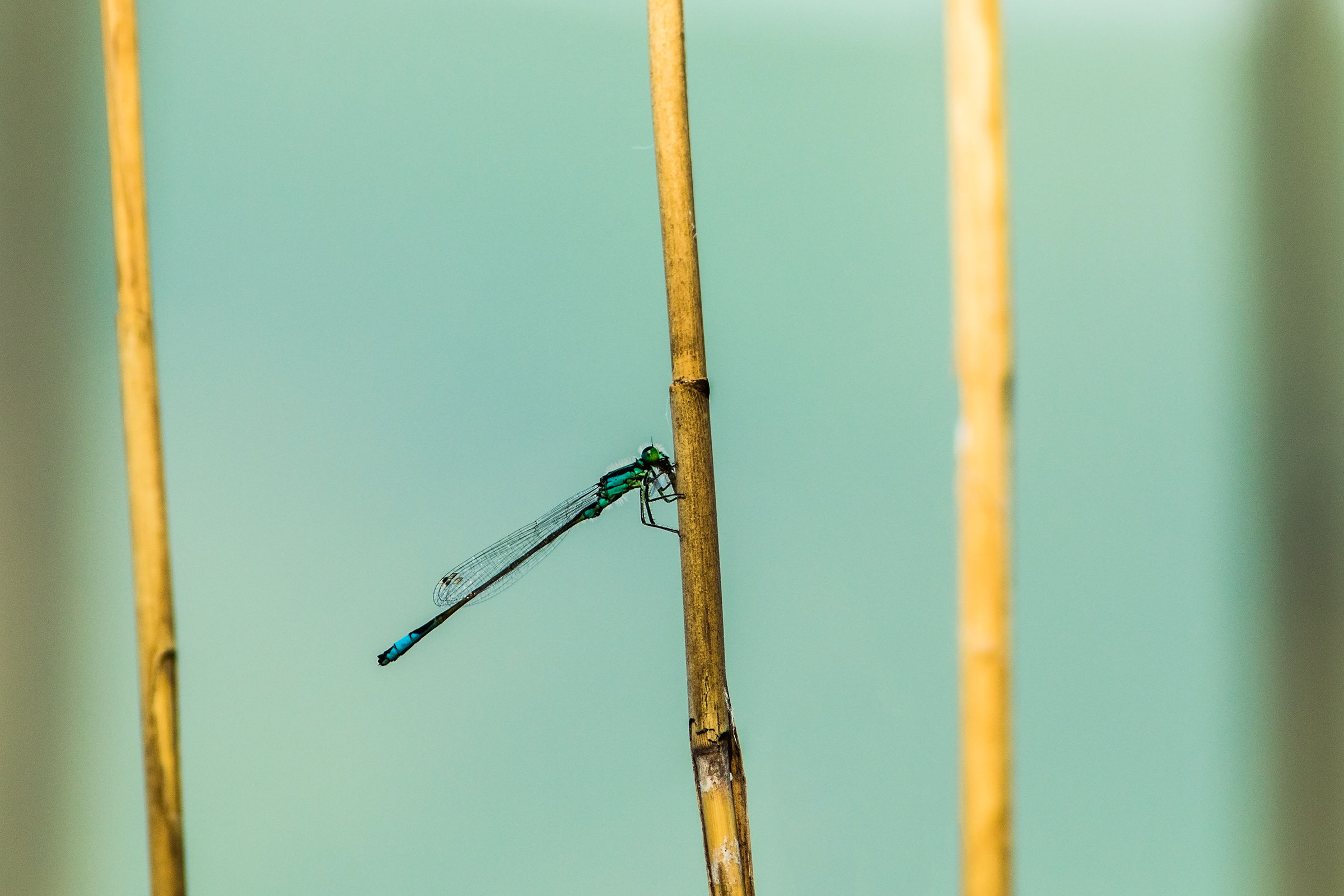 piccola nel piccolo canneto