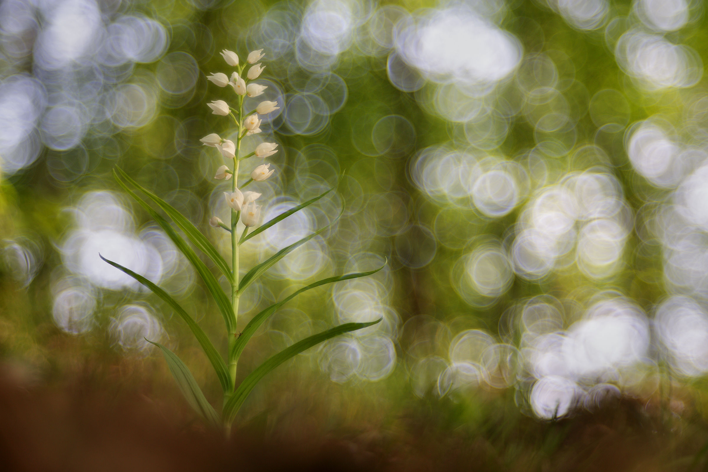 Cephalanthera longifolia