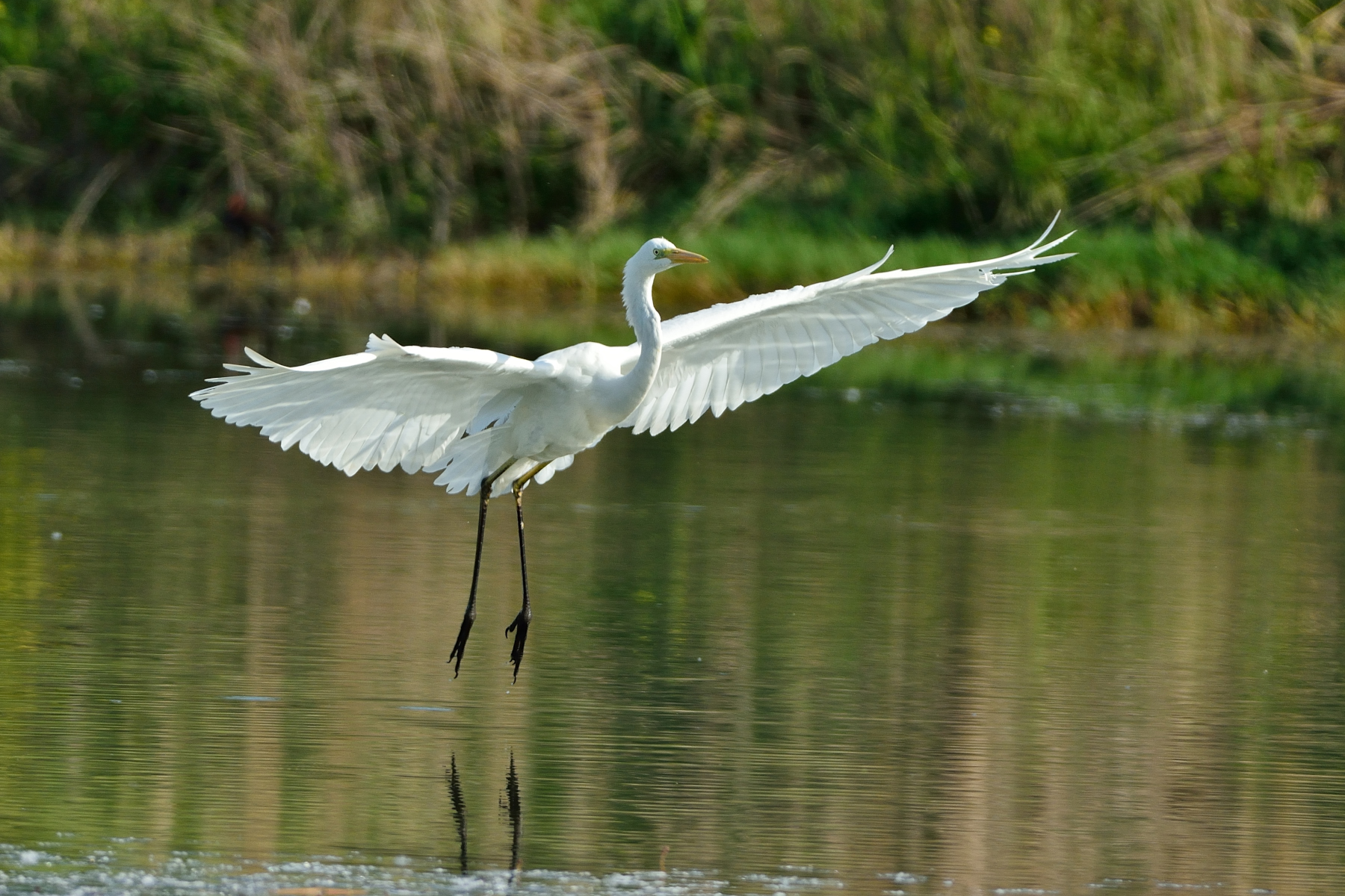 Ditching - Egret