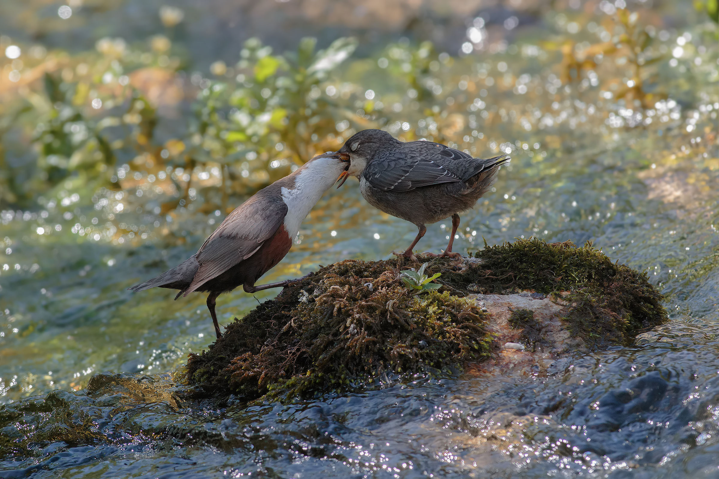 Merli Acquaioli, the 'cue.