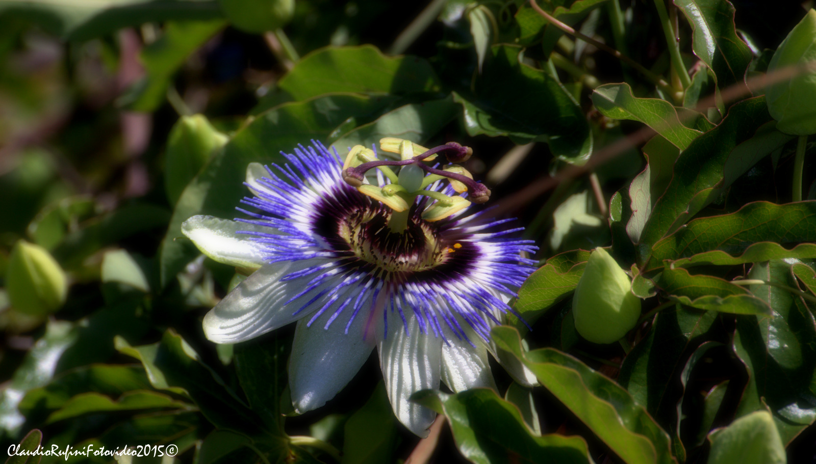 passion flower di Bolsena.