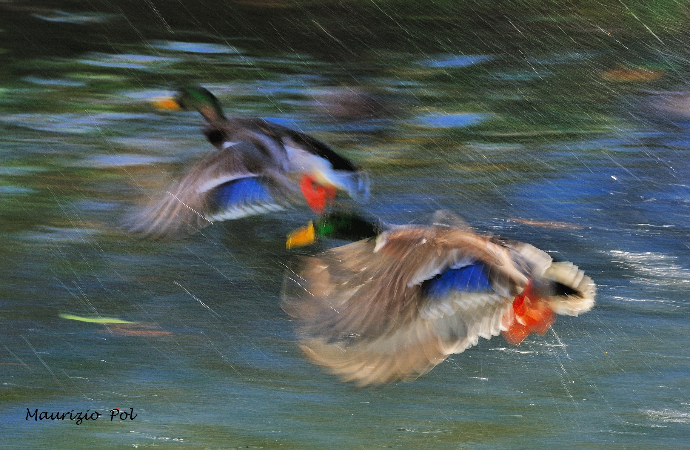 mallards in flight in the rain