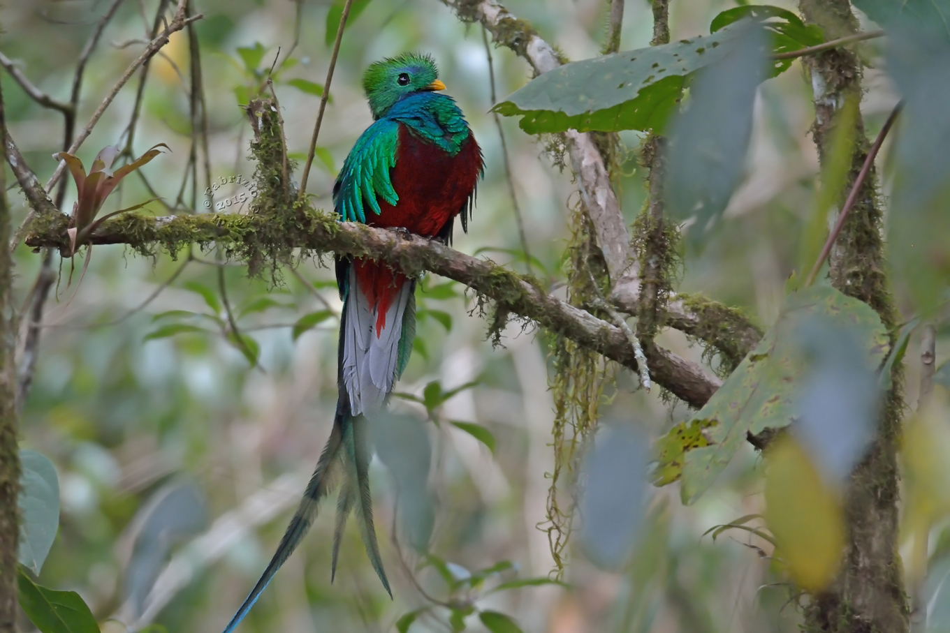 Quetzal splendente (Pharomachrus mocinno)