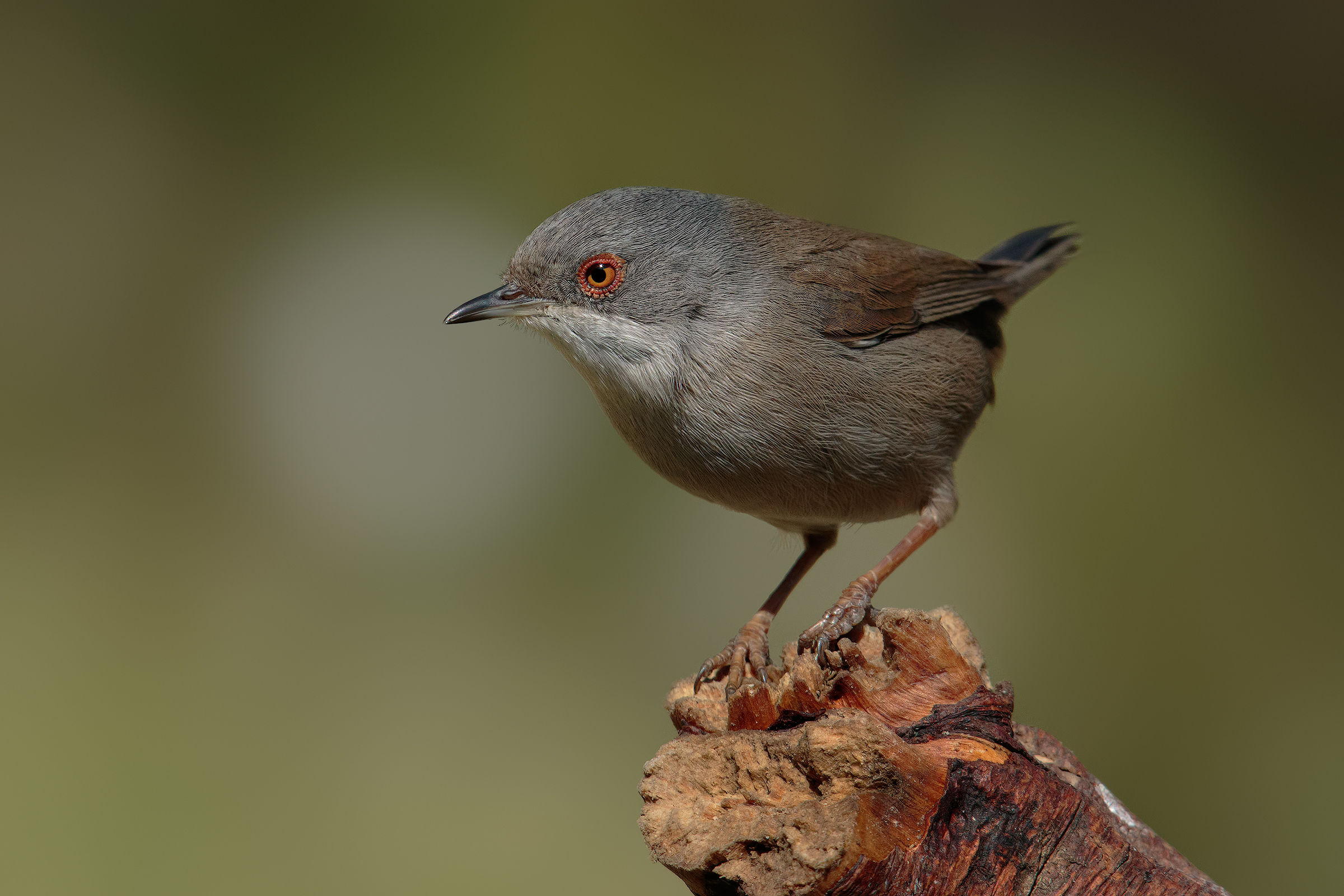 L 'Occhiocotta became review ....