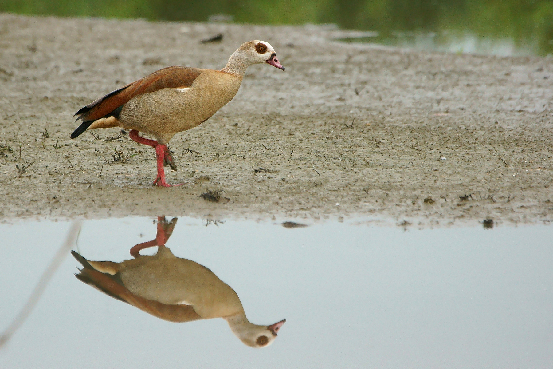 Egyptian Goose