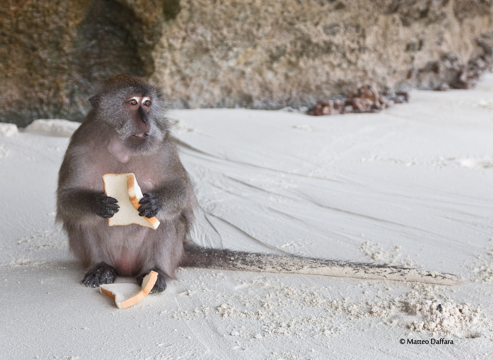 Scimmia a Monkey beach