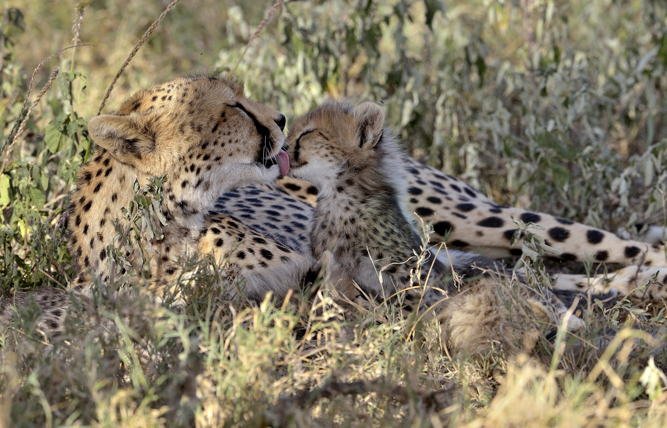 Tanzania 2015 -  Affettuosità