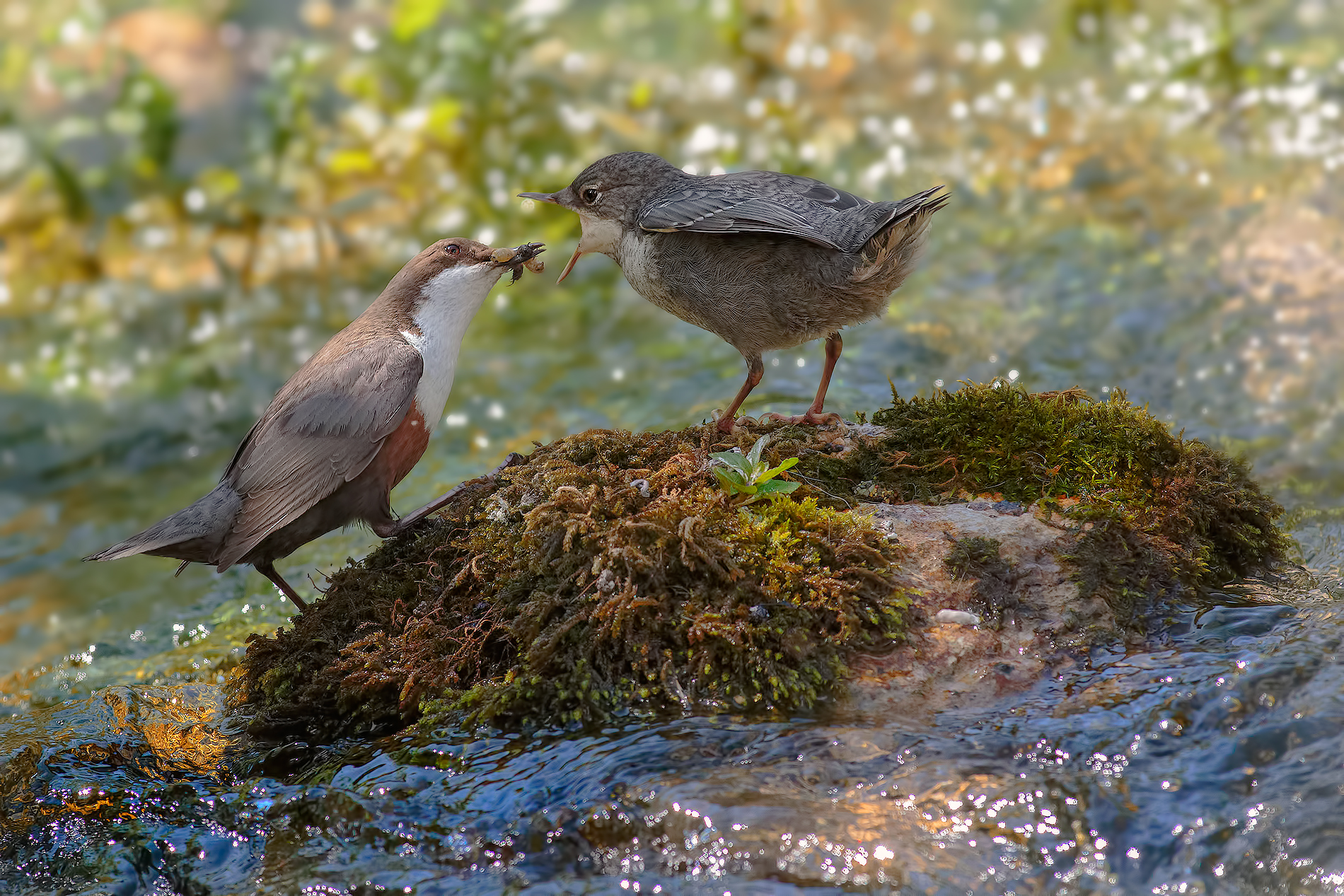 Before dell'imbeccata ....