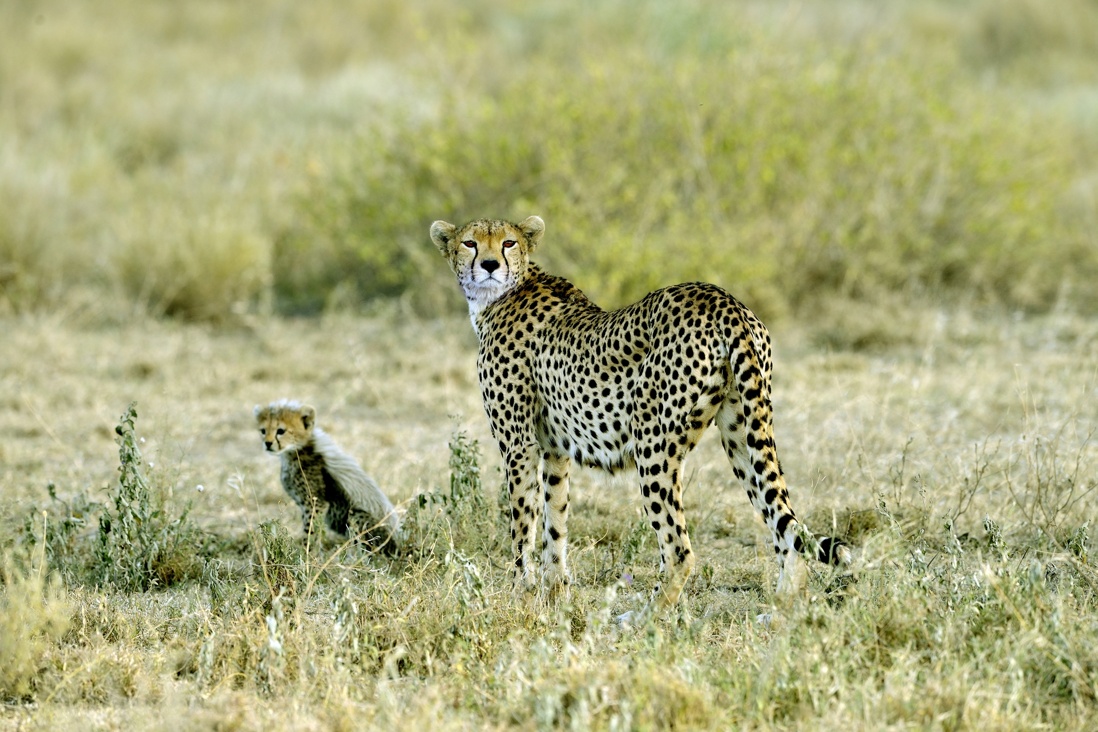 Tanzania 2015 - Controllo