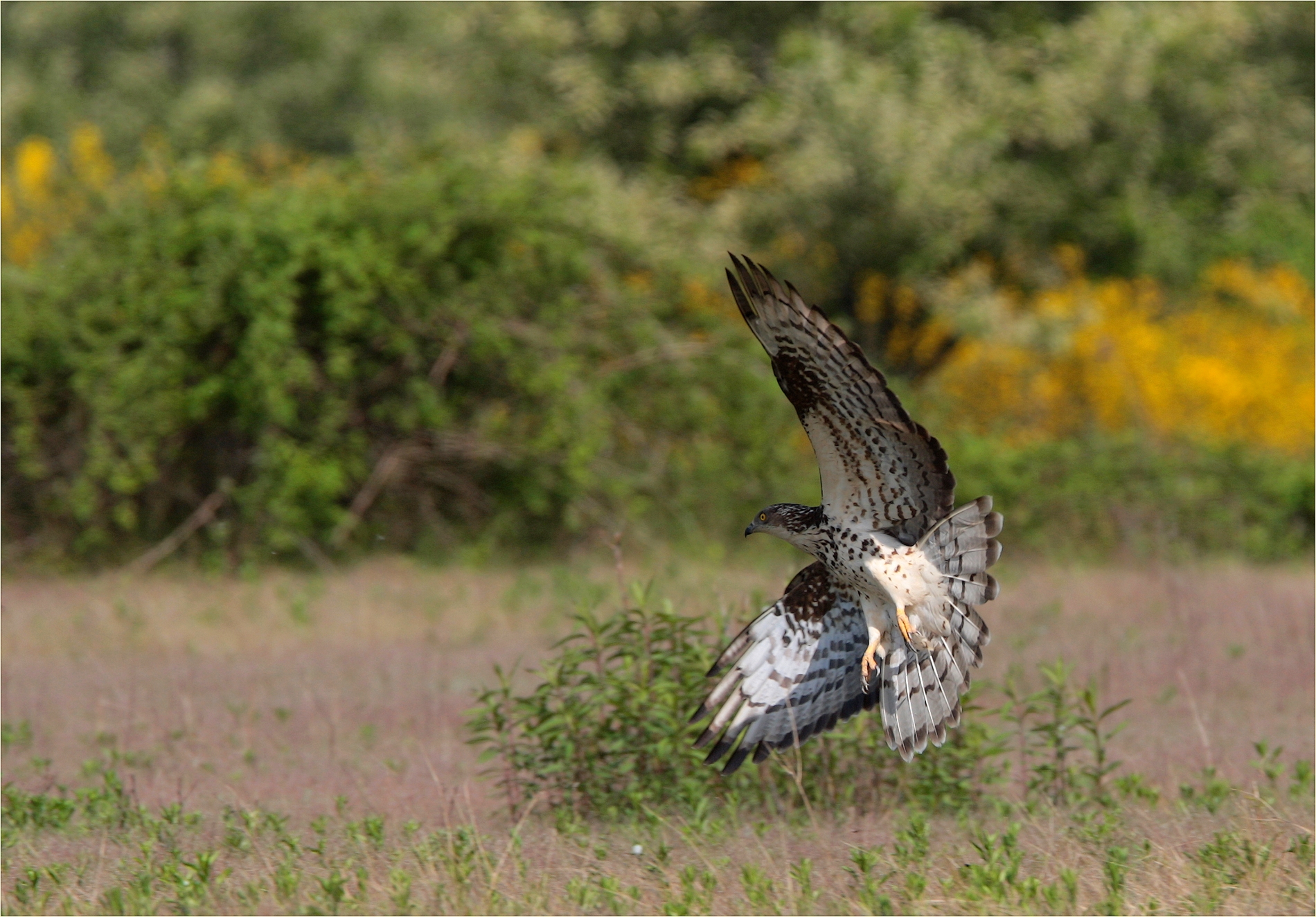 ,, falco pecchiaiolo ,,