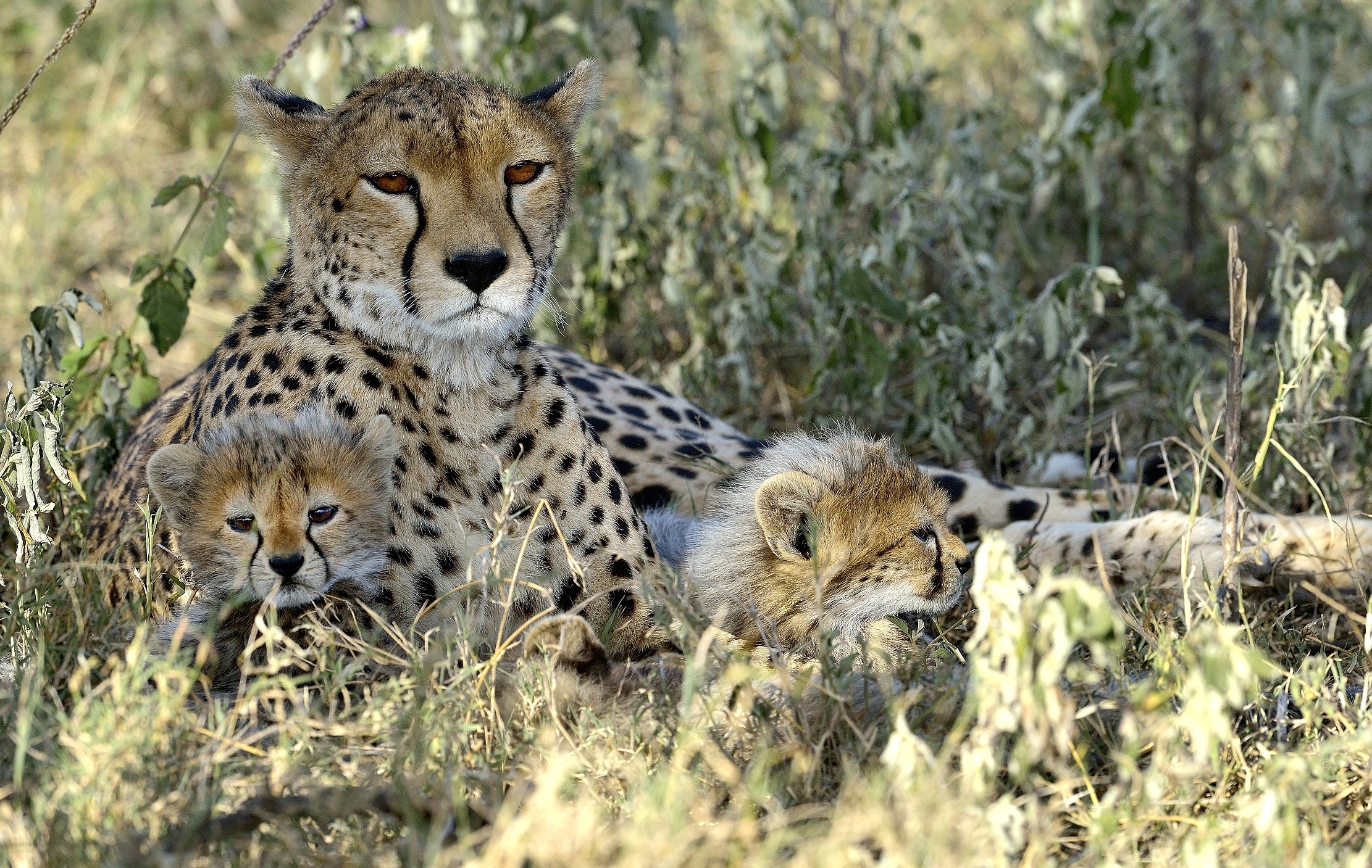 Tanzania 2015 - Ghepardi