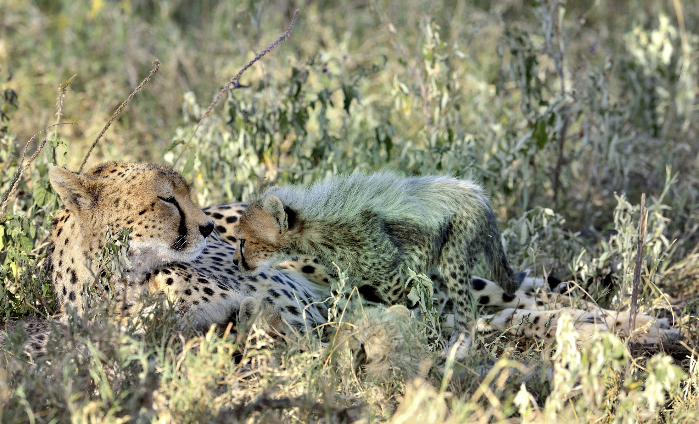 Tanzania 2015 - mamma e cucciolo