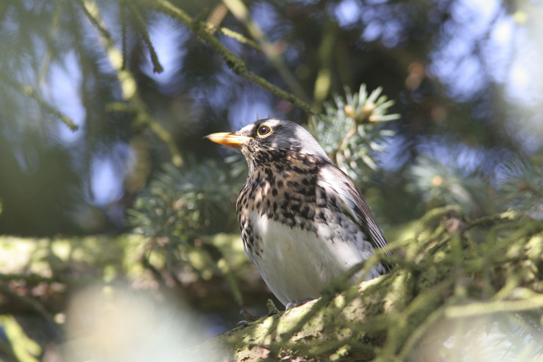 cesena canon 20d f 6.3 1/200 300 f 4 + 1.4