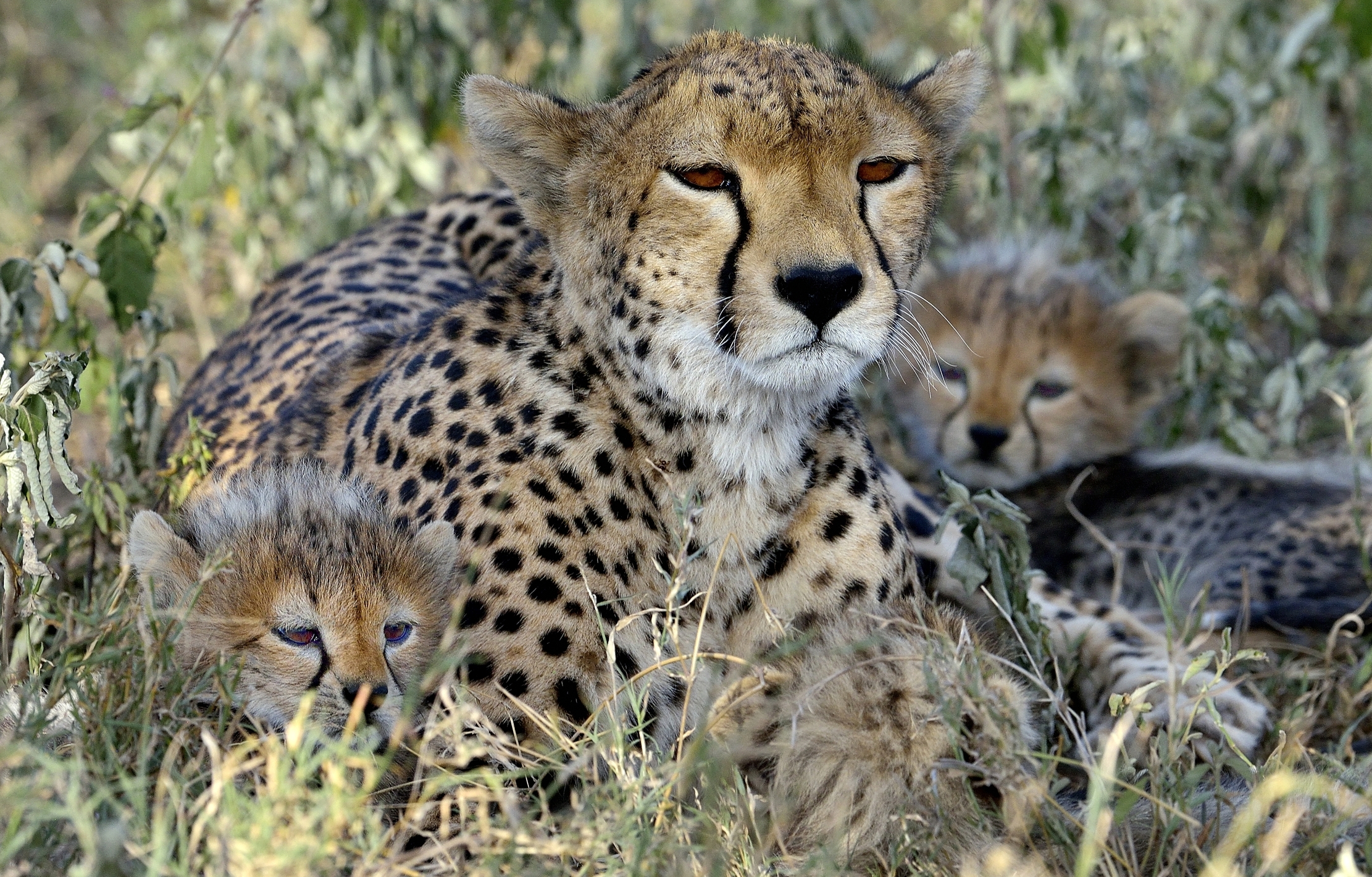 Tanzania 2015 - Ghepardi