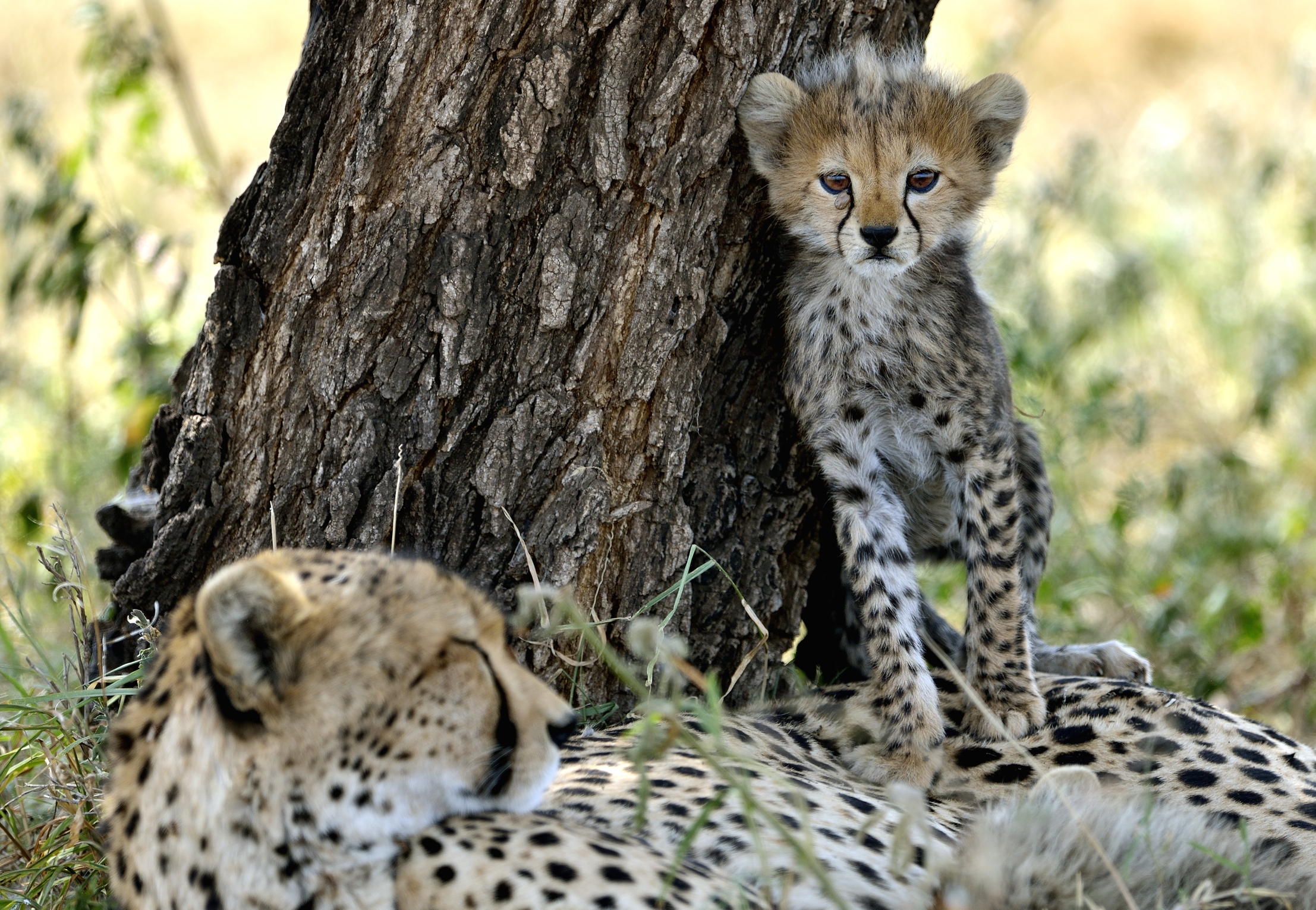 Tanzania 2015 - Sopra la mamma....