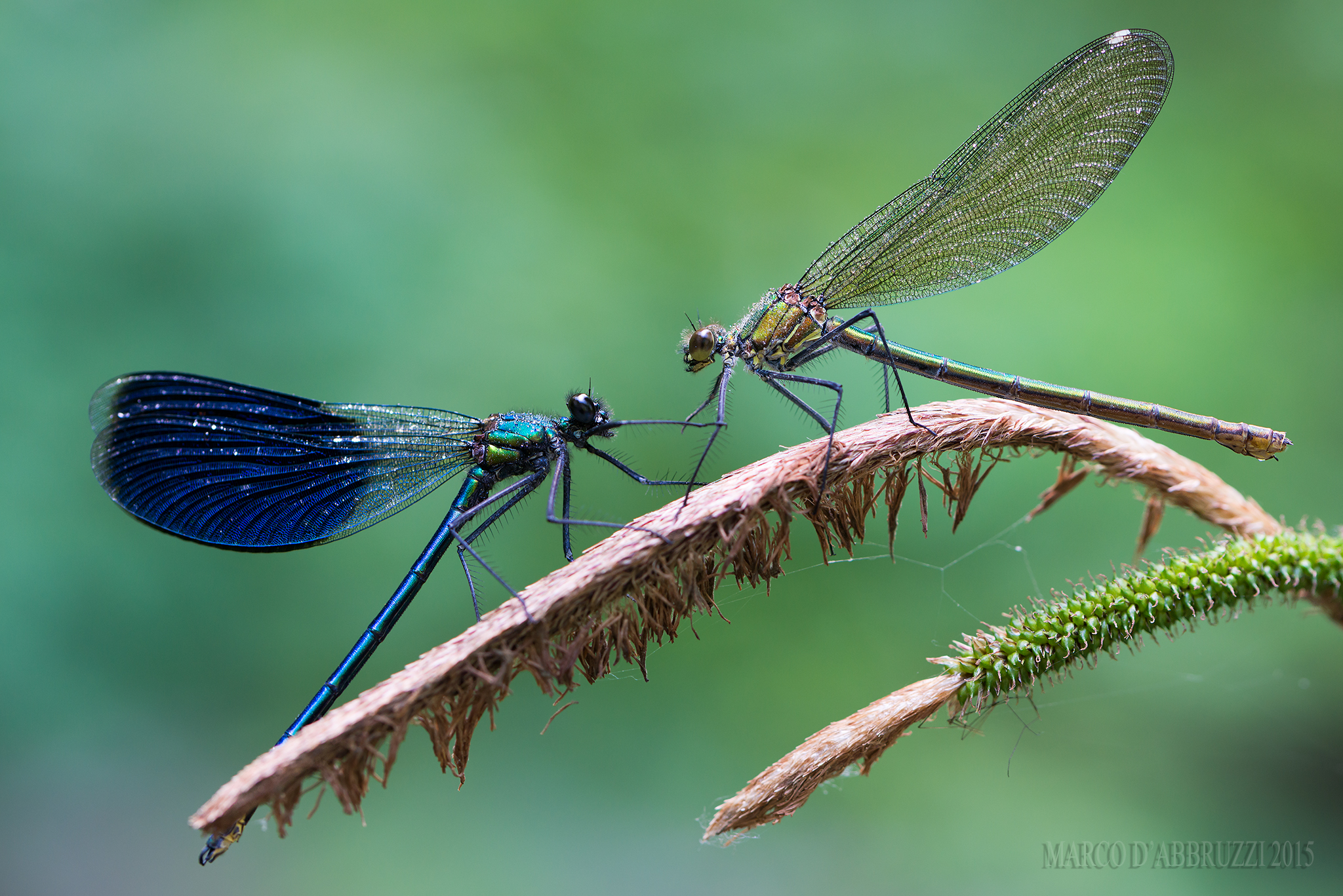 ? +? ... Calopteryx splendens