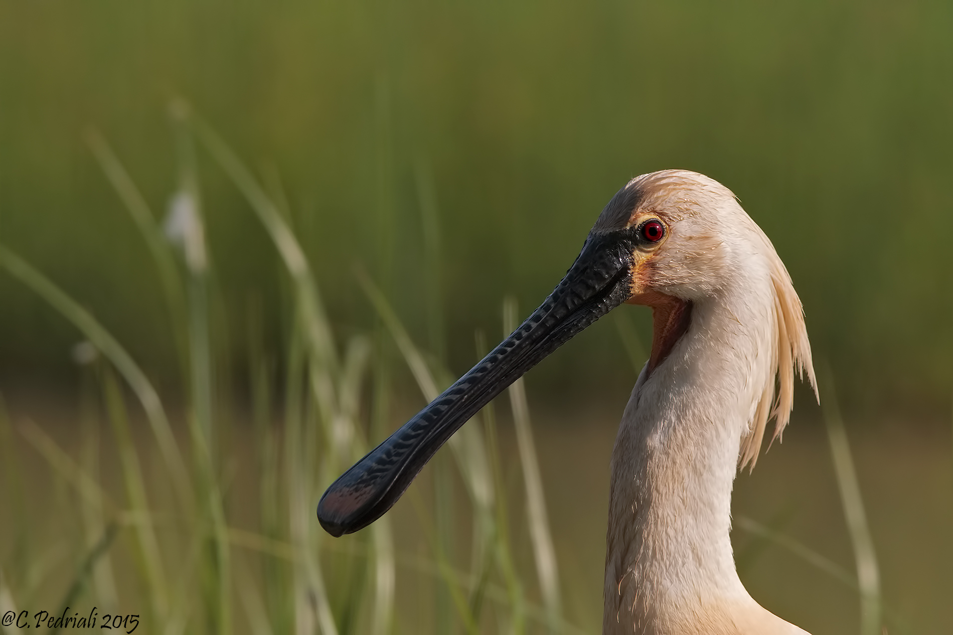 Spatula .. portrait ..
