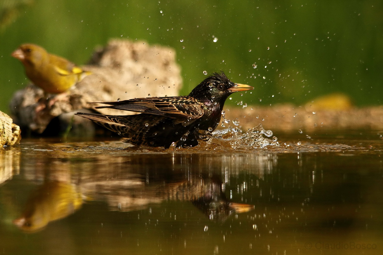 The bath of Reversal