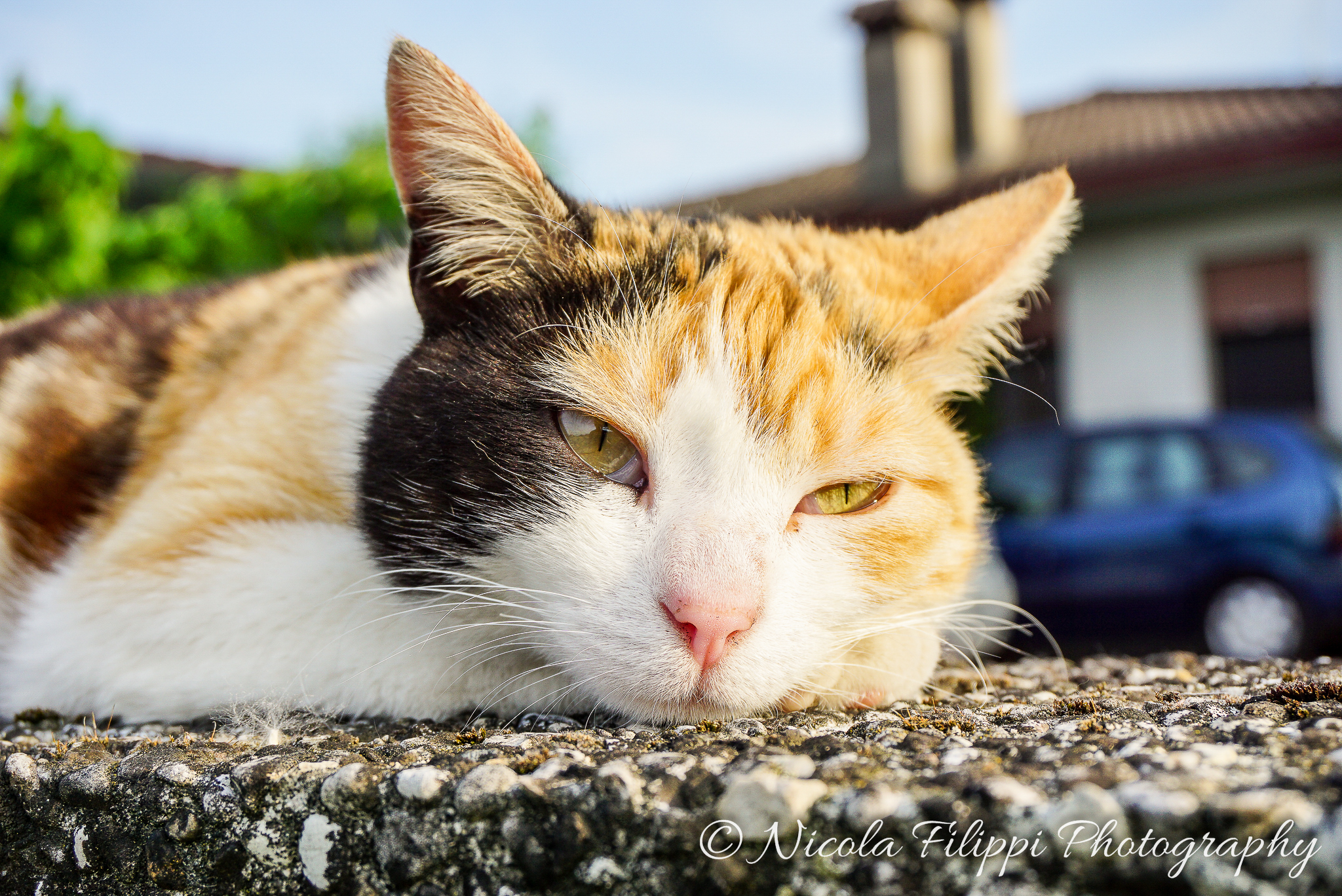 Lila.... stai sereno ragazzo!