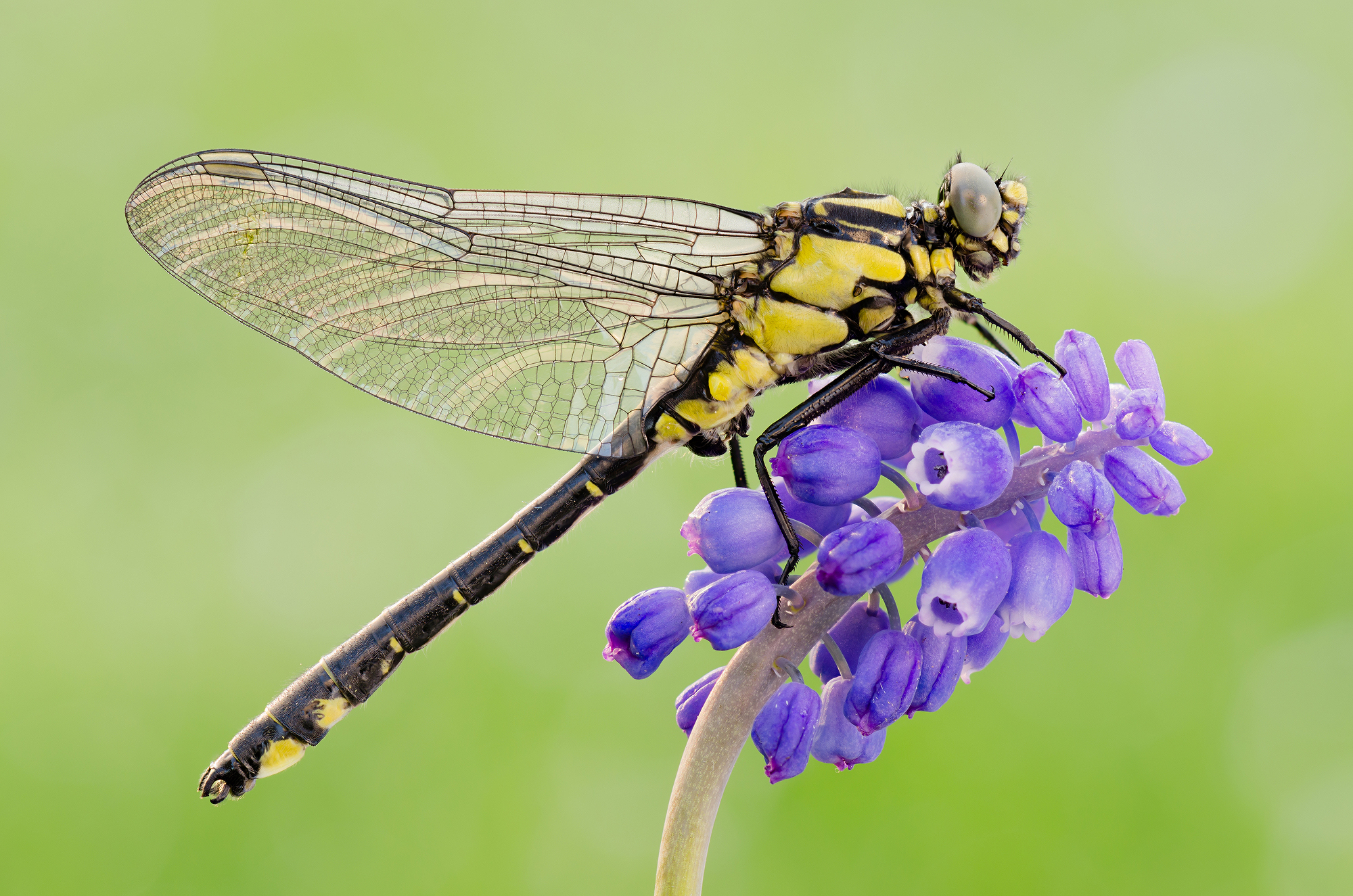 Gomphus vulgatissimus