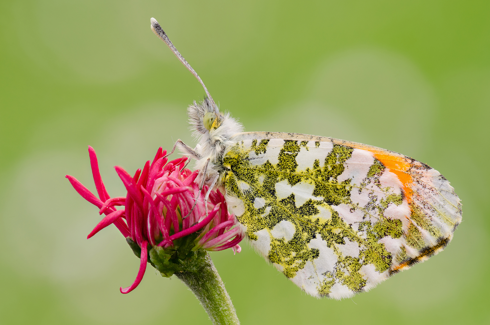Anthocharis cardamines