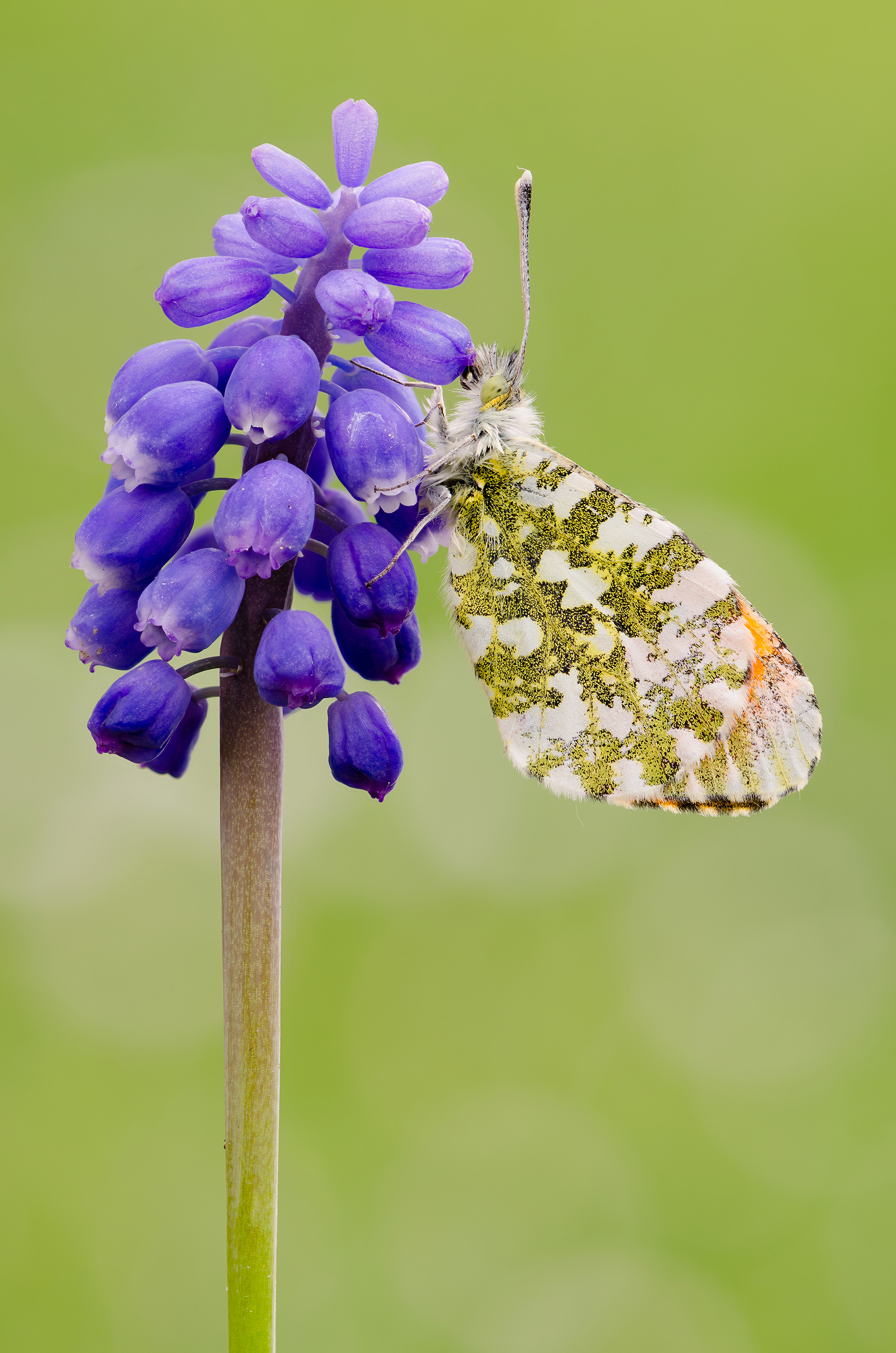 Anthocharis cardamines