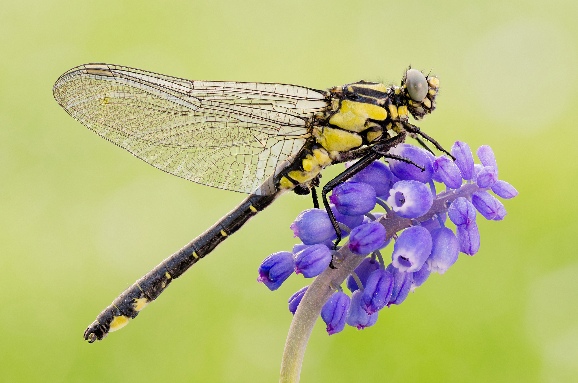 Gomphus vulgatissimus