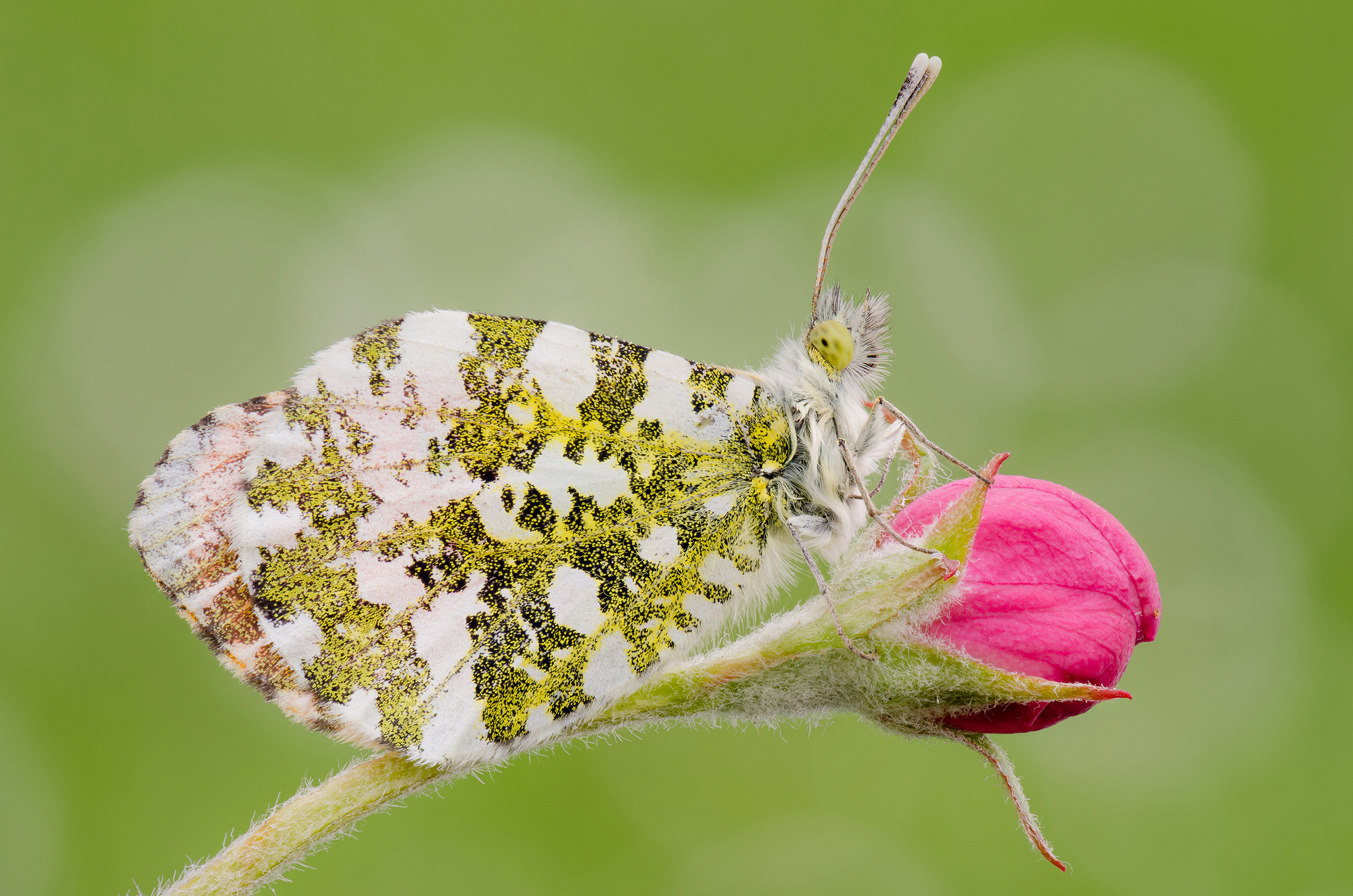 Anthocharis cardamines