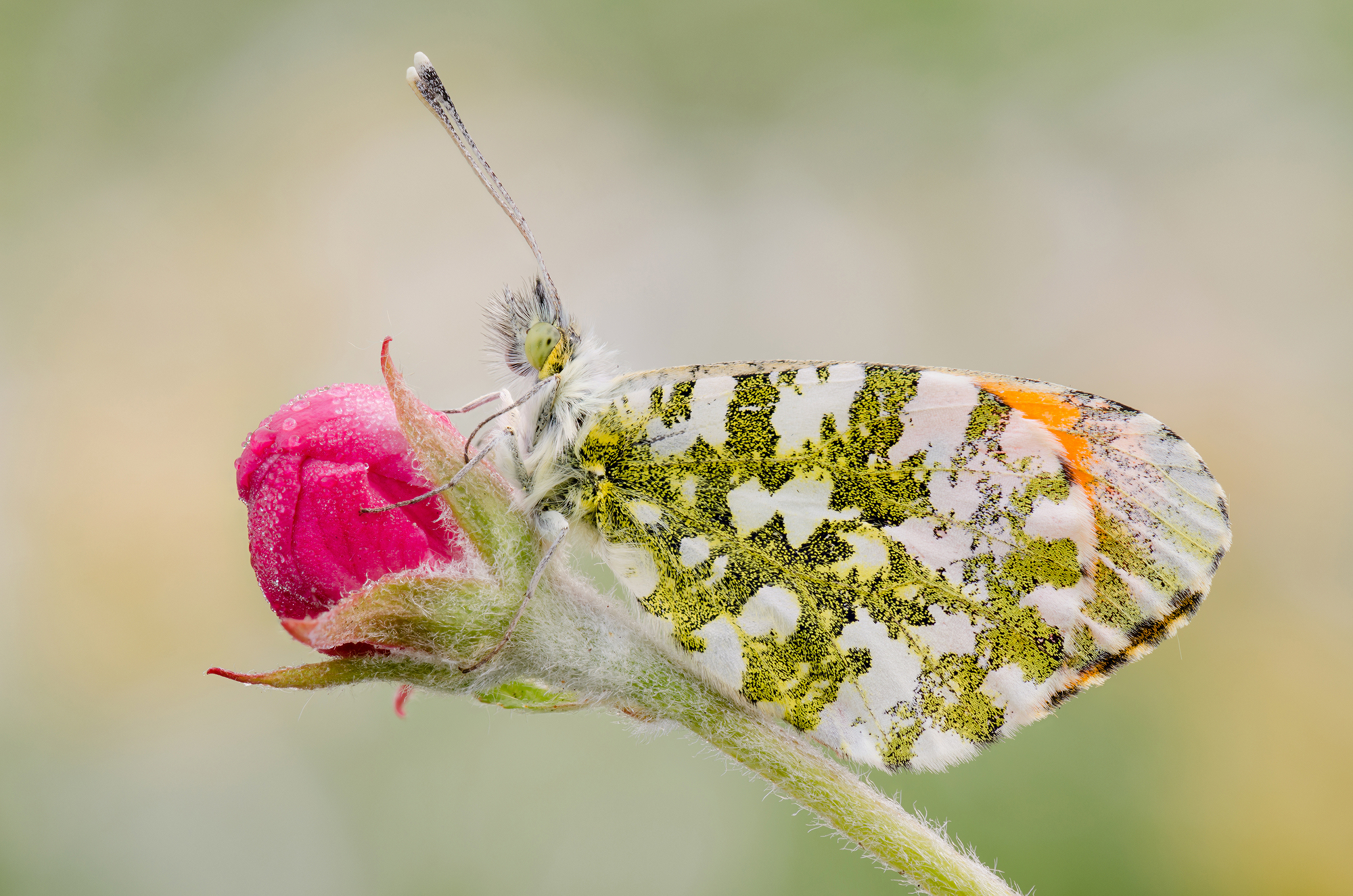 Anthocharis cardamines
