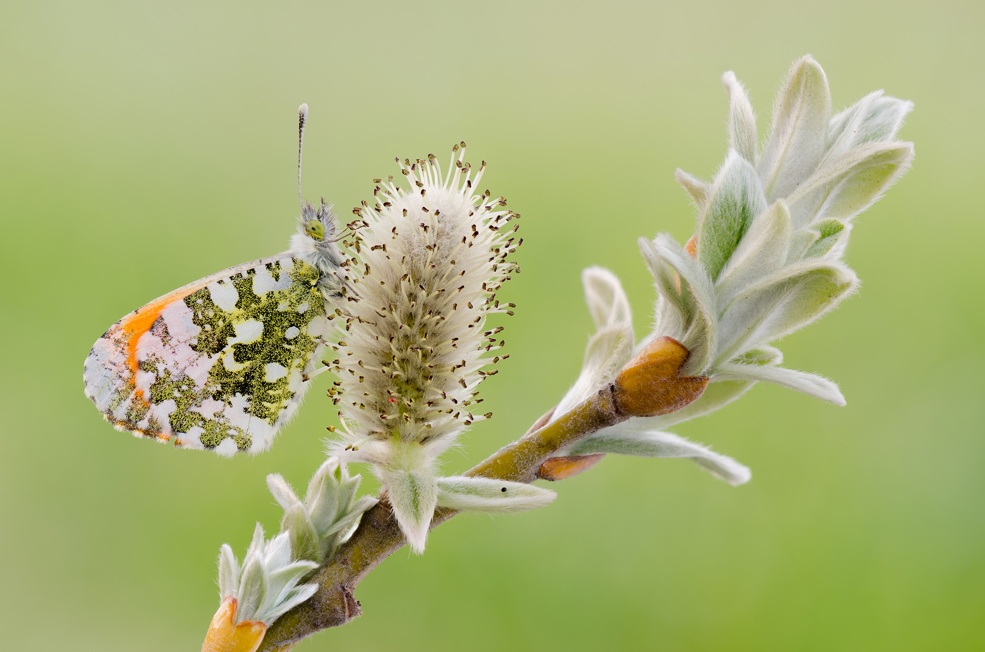 Anthocharis cardamines