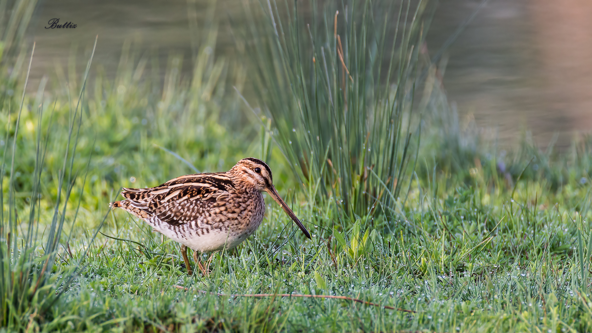 Snipe