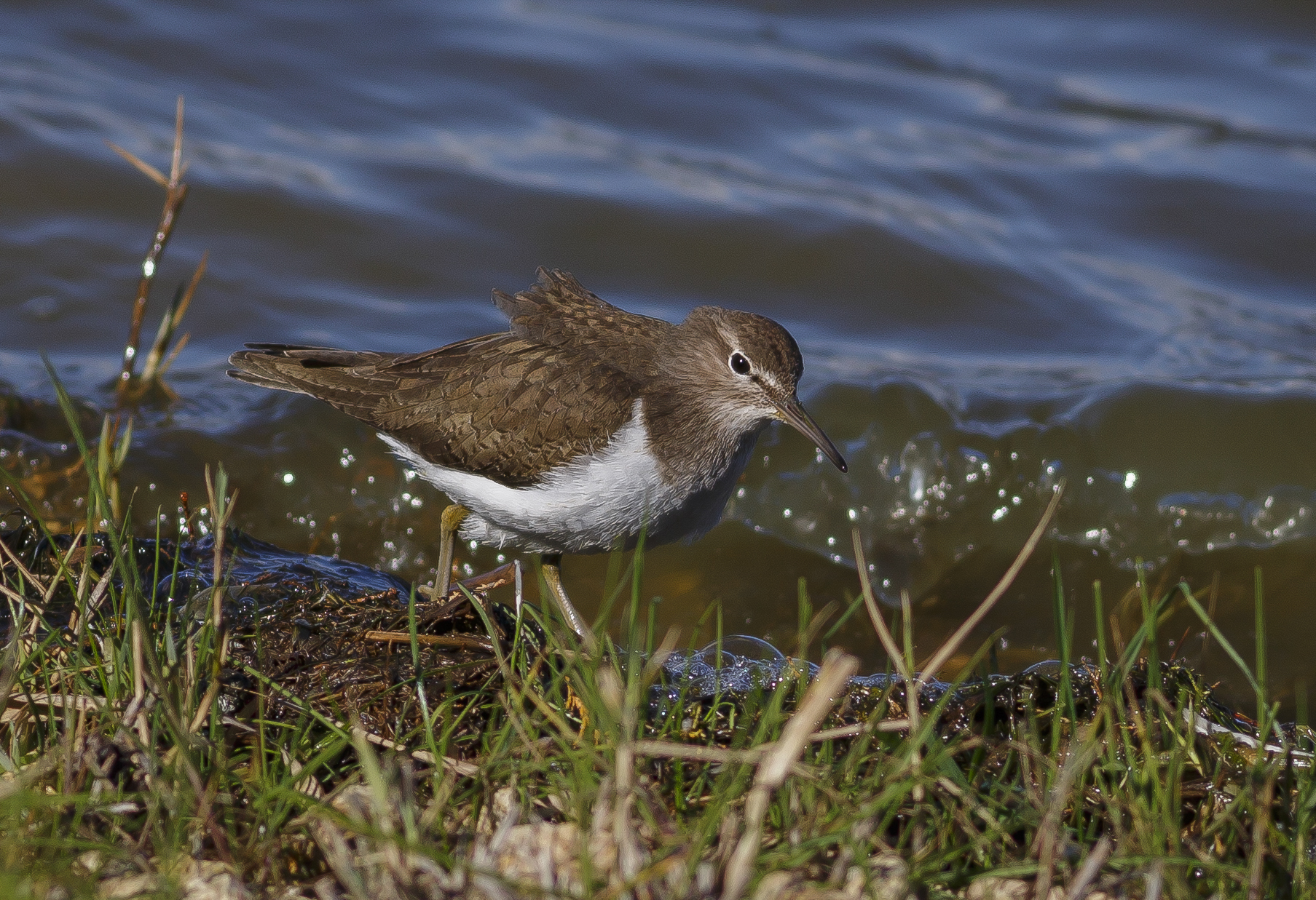 sandpiper
