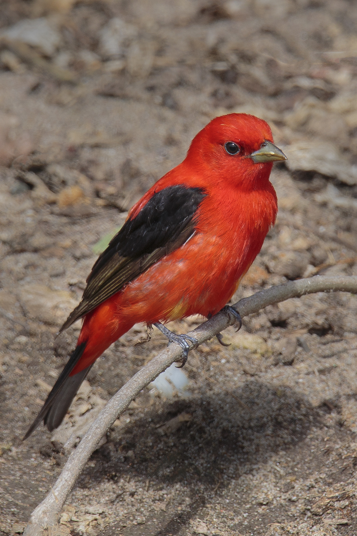 Scarlet Tanager