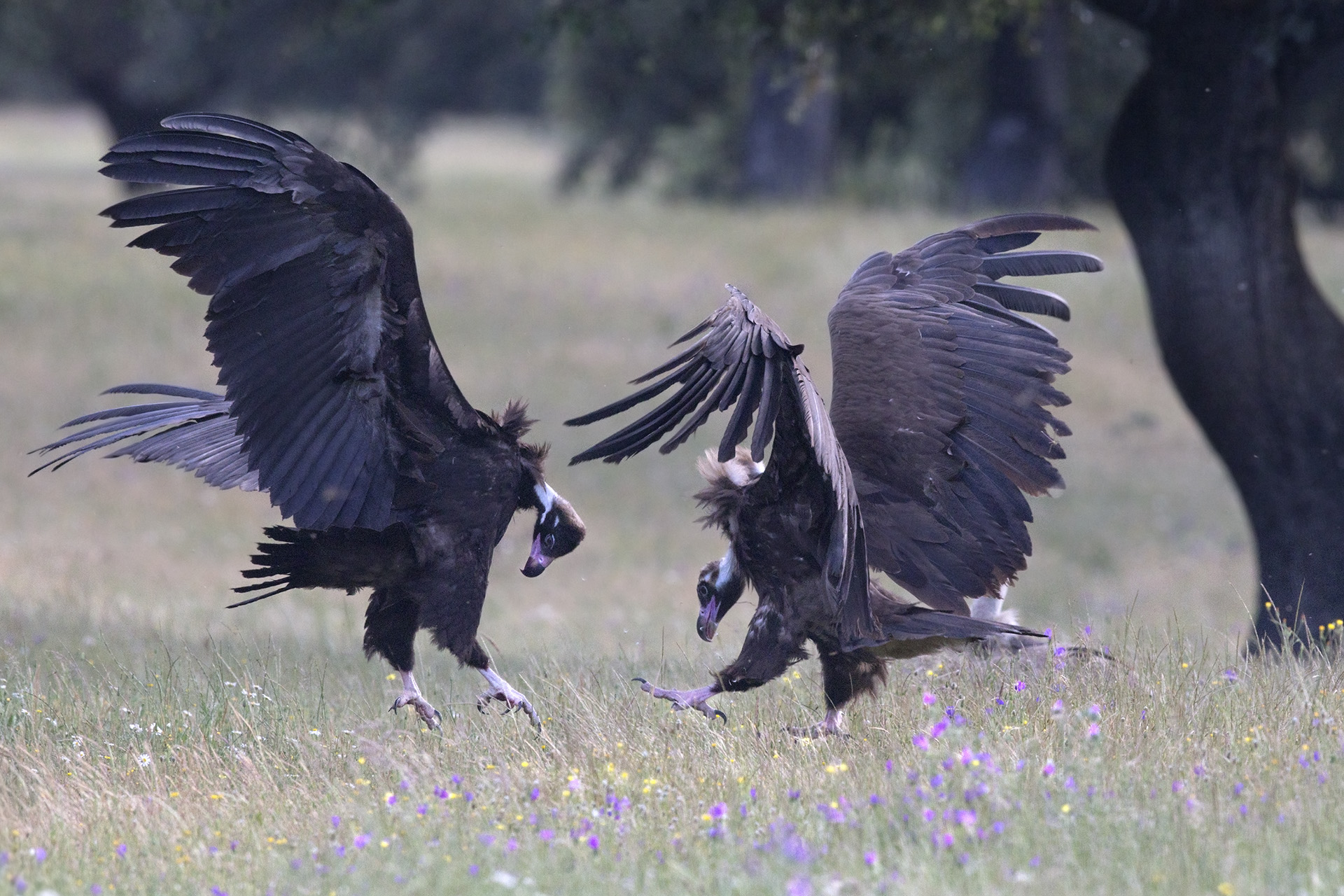 Divergenze tra monaci