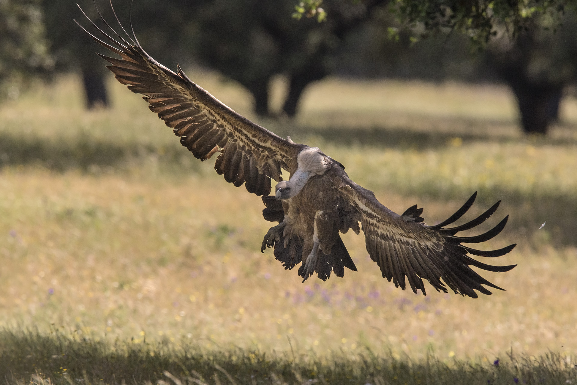 Grifone Gyps fulvus in atterraggio