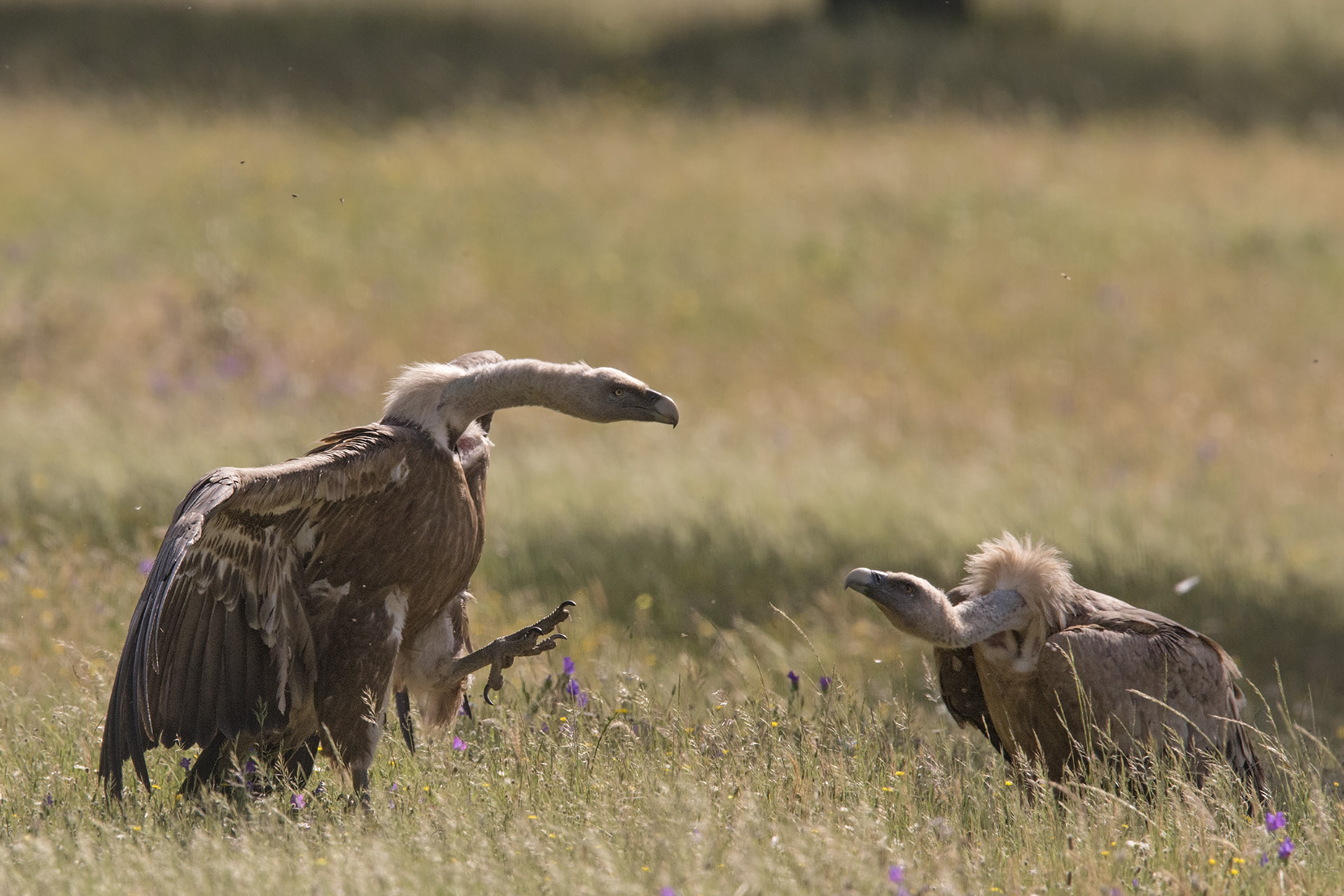 Grifone Gyps fulvus combattimento
