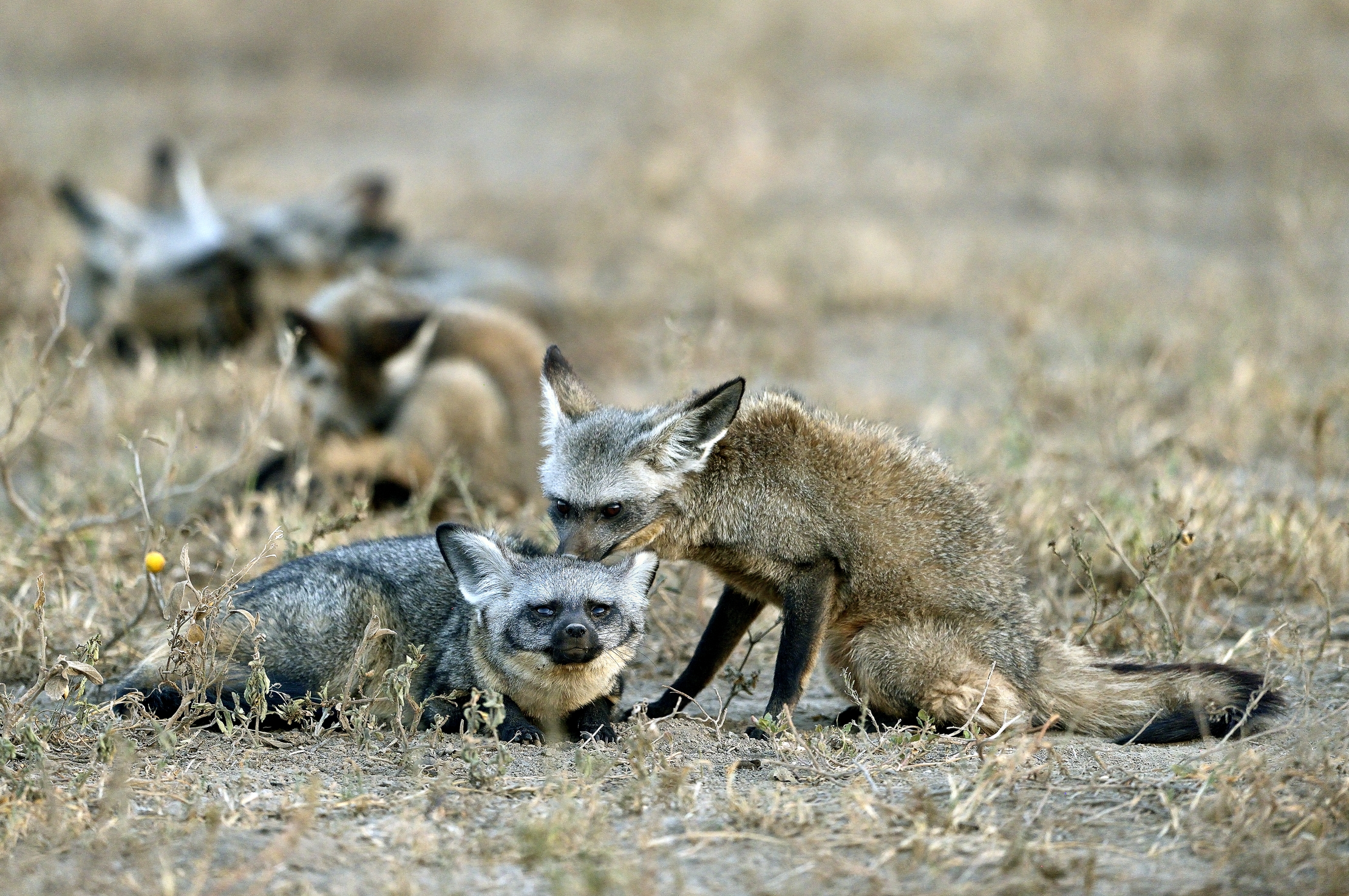 Tanzania 2015 - Otocioni