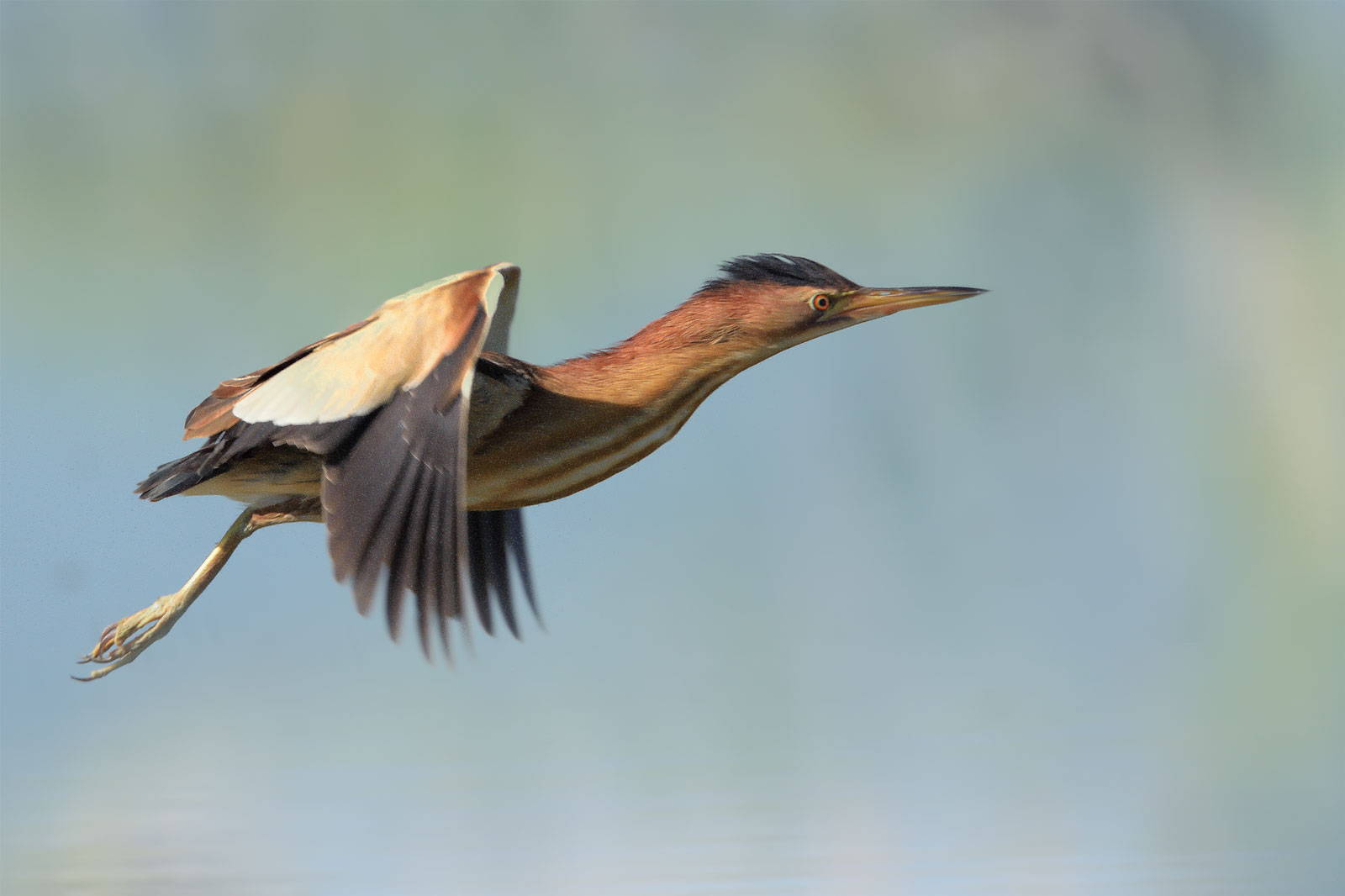 Bittern