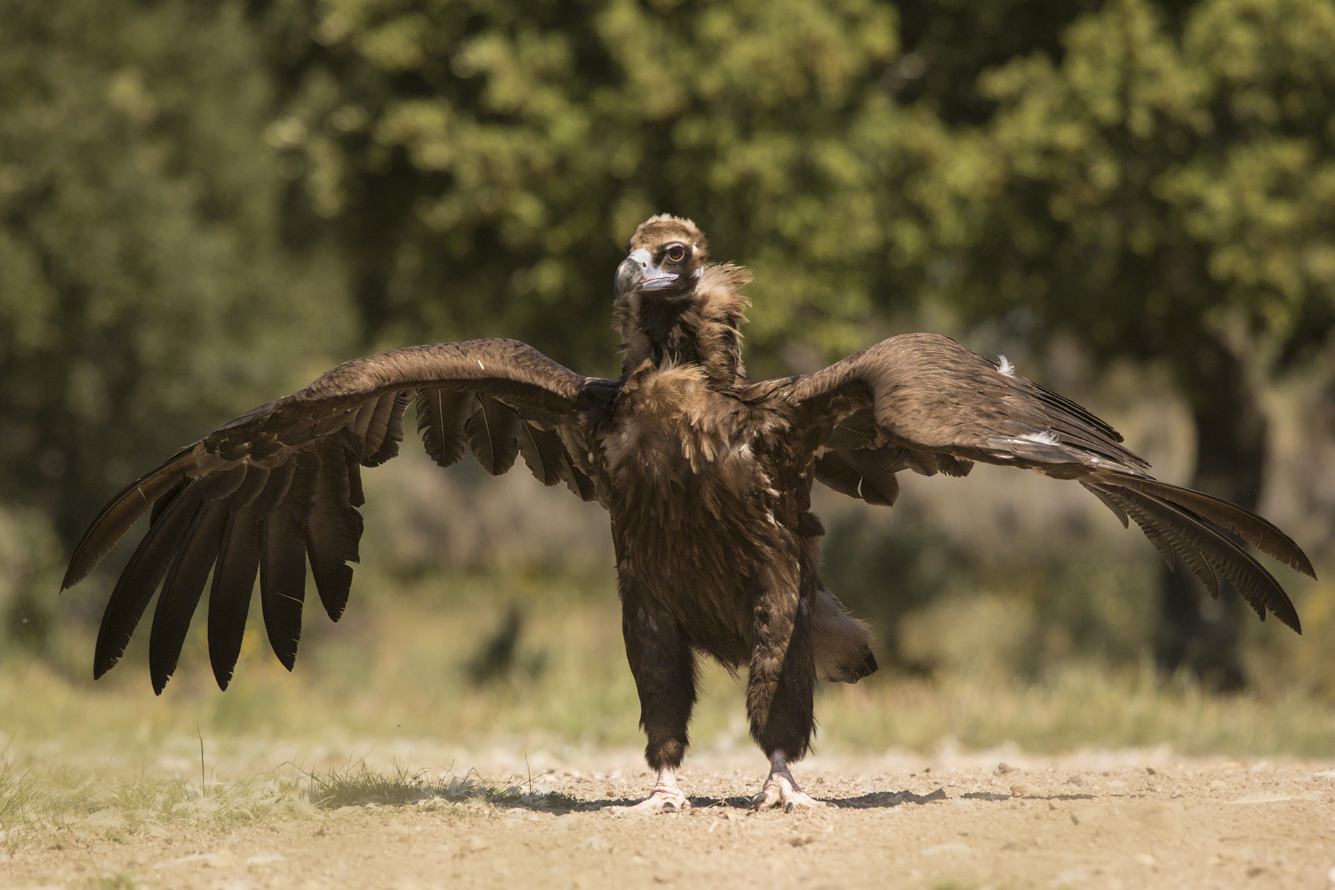 Avvoltoio monaco Aegypius monachus