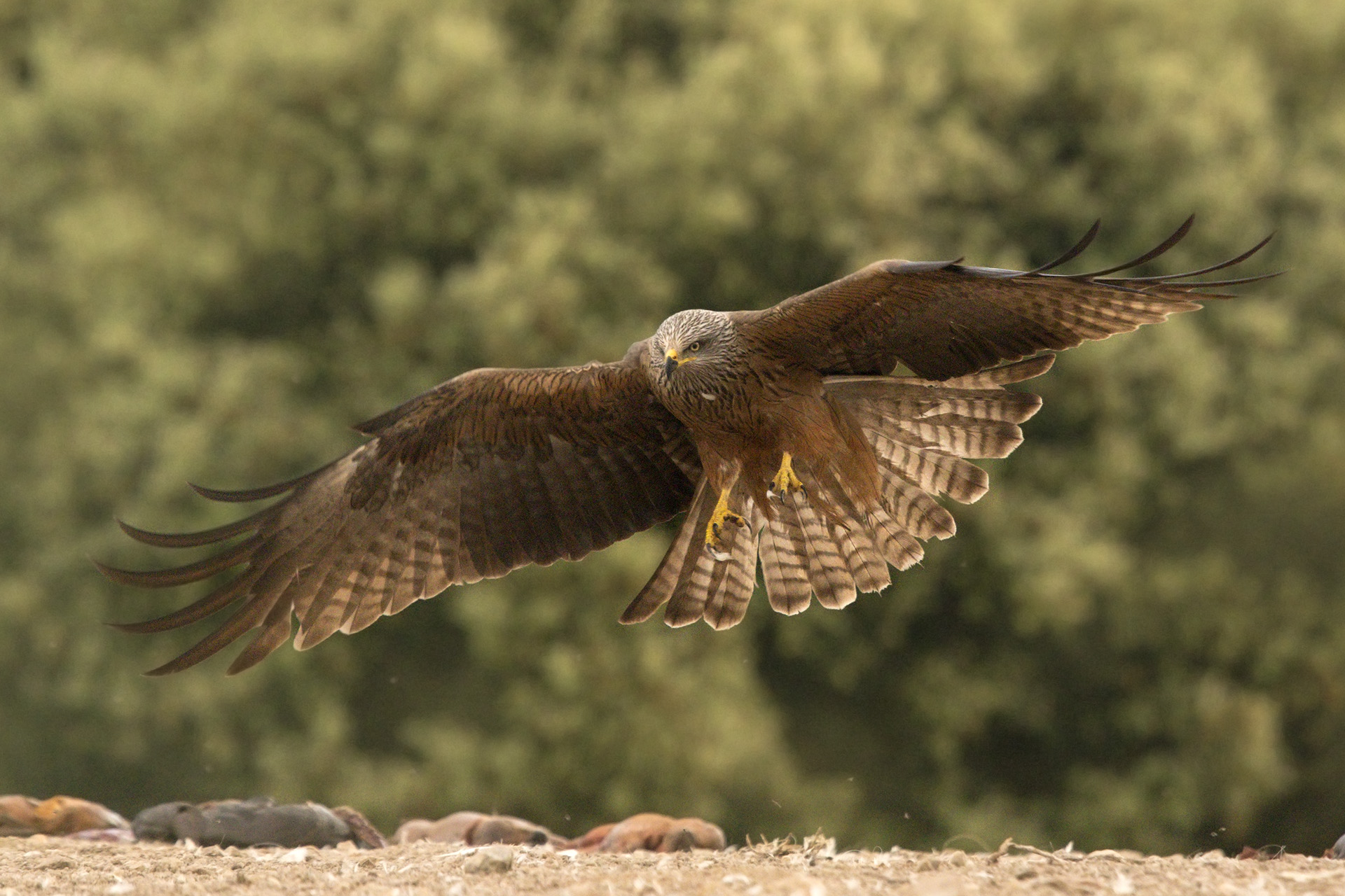 Nibbio bruno Milvus migrans