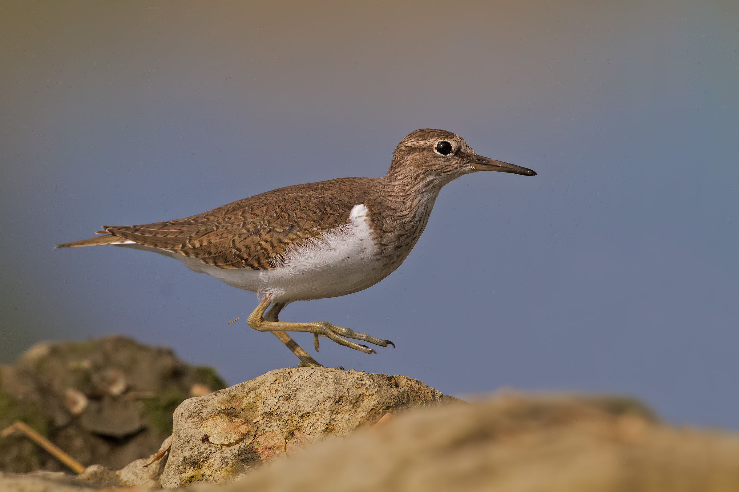 Piro piro piccolo - Common sandpiper