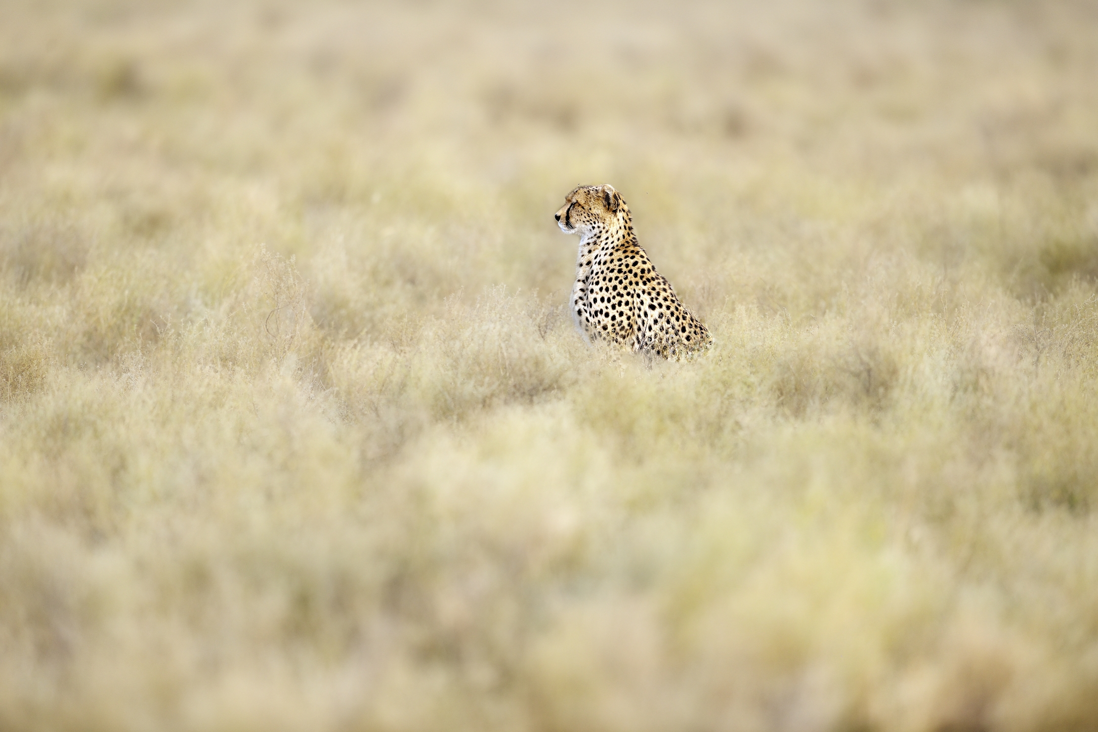 Tanzania 2015 - Nel vento della savana