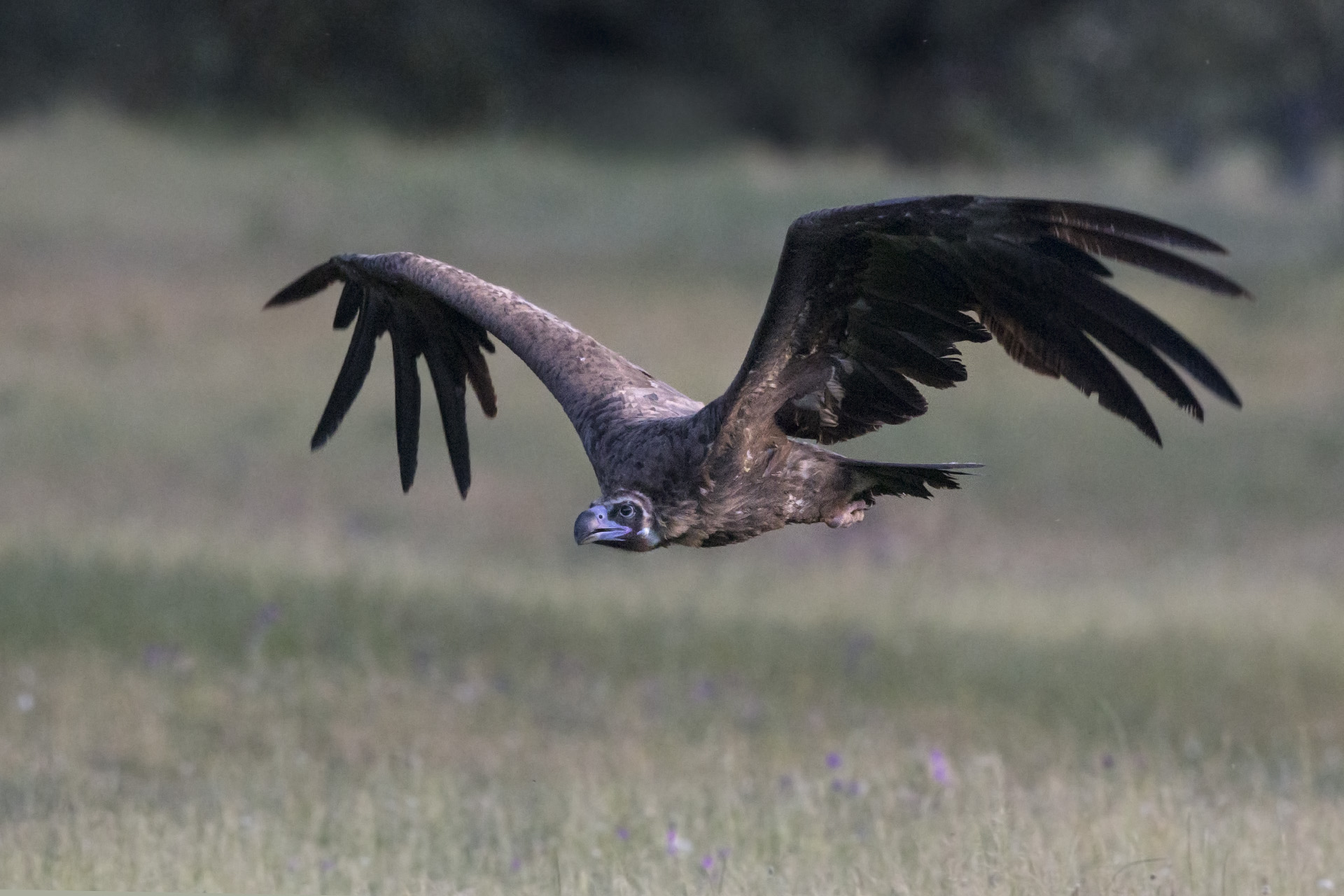 Avvoltoio monaco Aegypius monachus