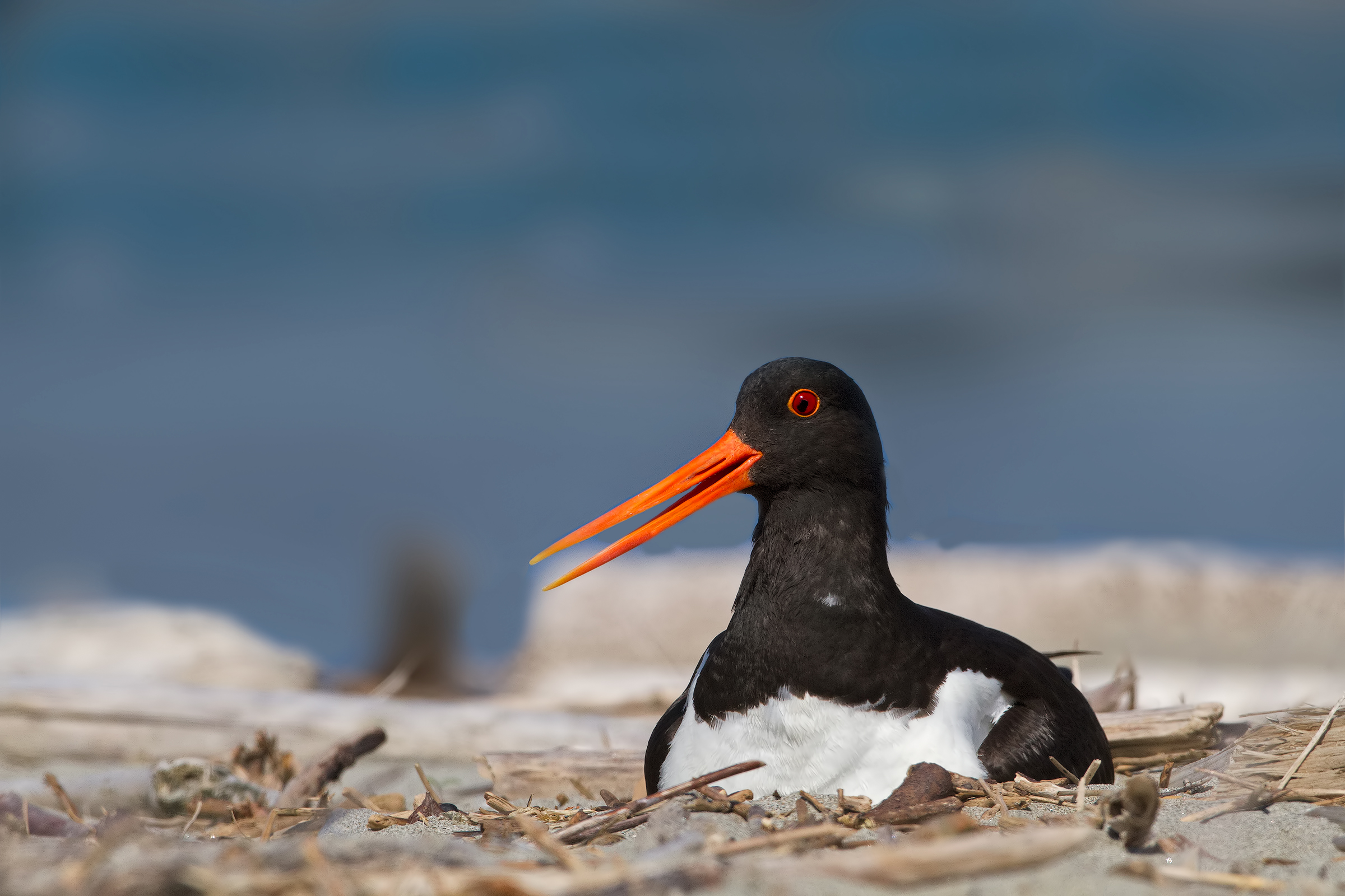 Beccaccia di Mare nido - Oystercatcher nesting