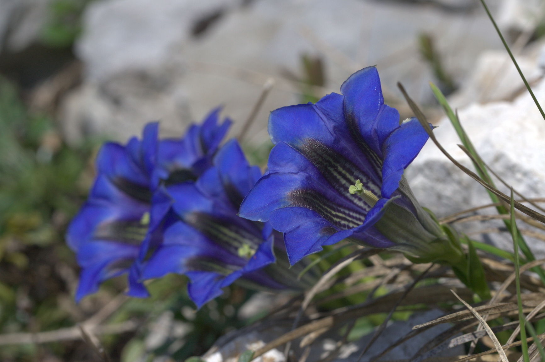 gentian