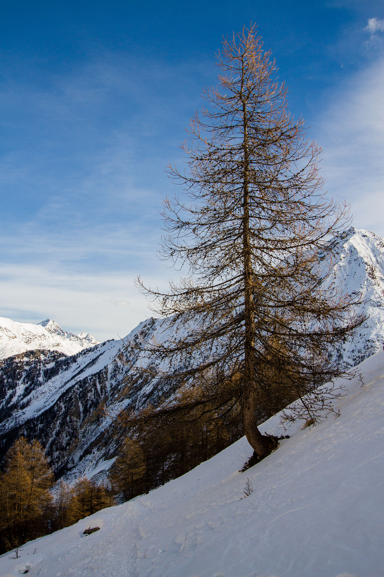 Larch winter