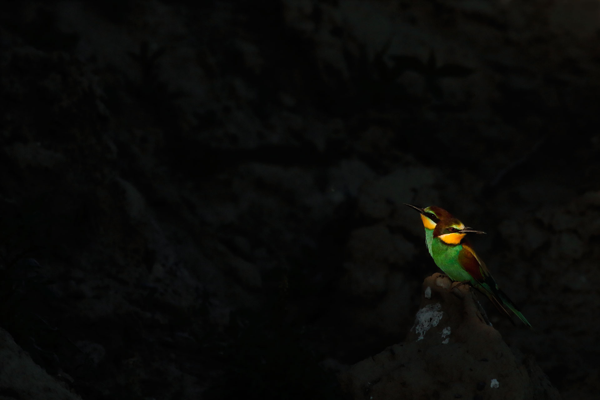 Bee-eaters, the last lights ....