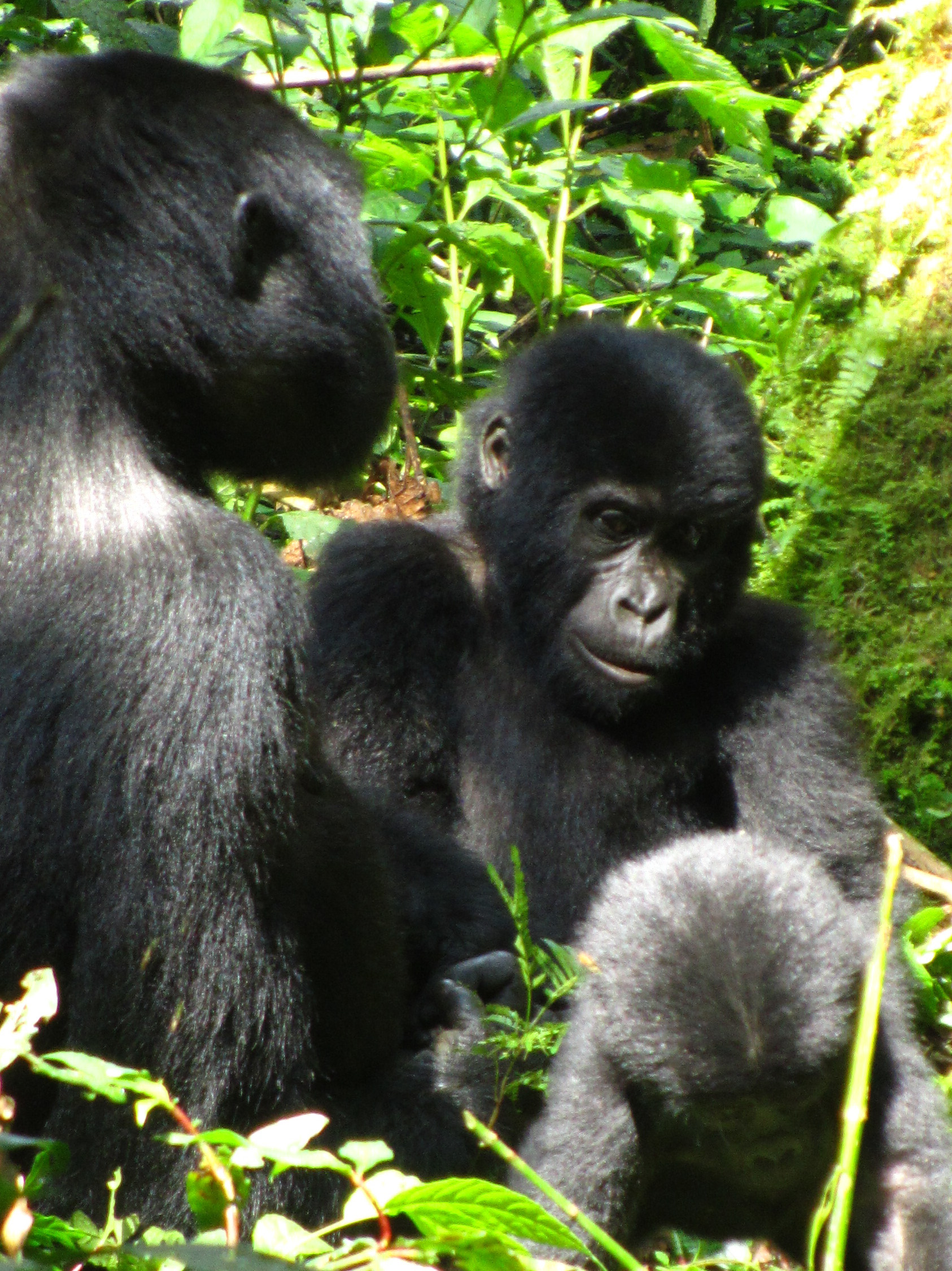 gorilla senza nebbia #3