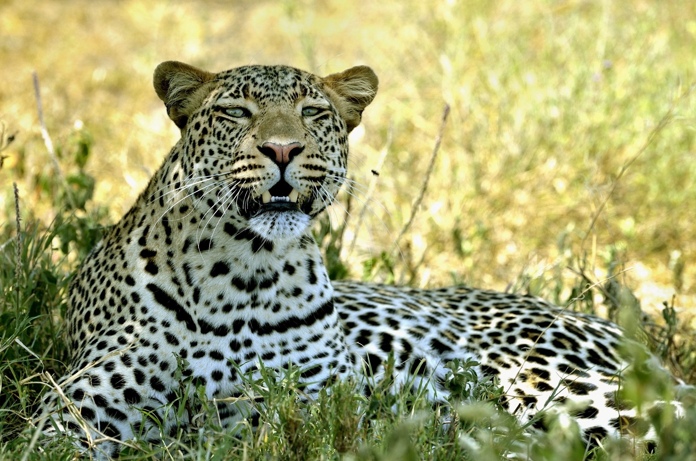 Tanzania 2015 - Leopard